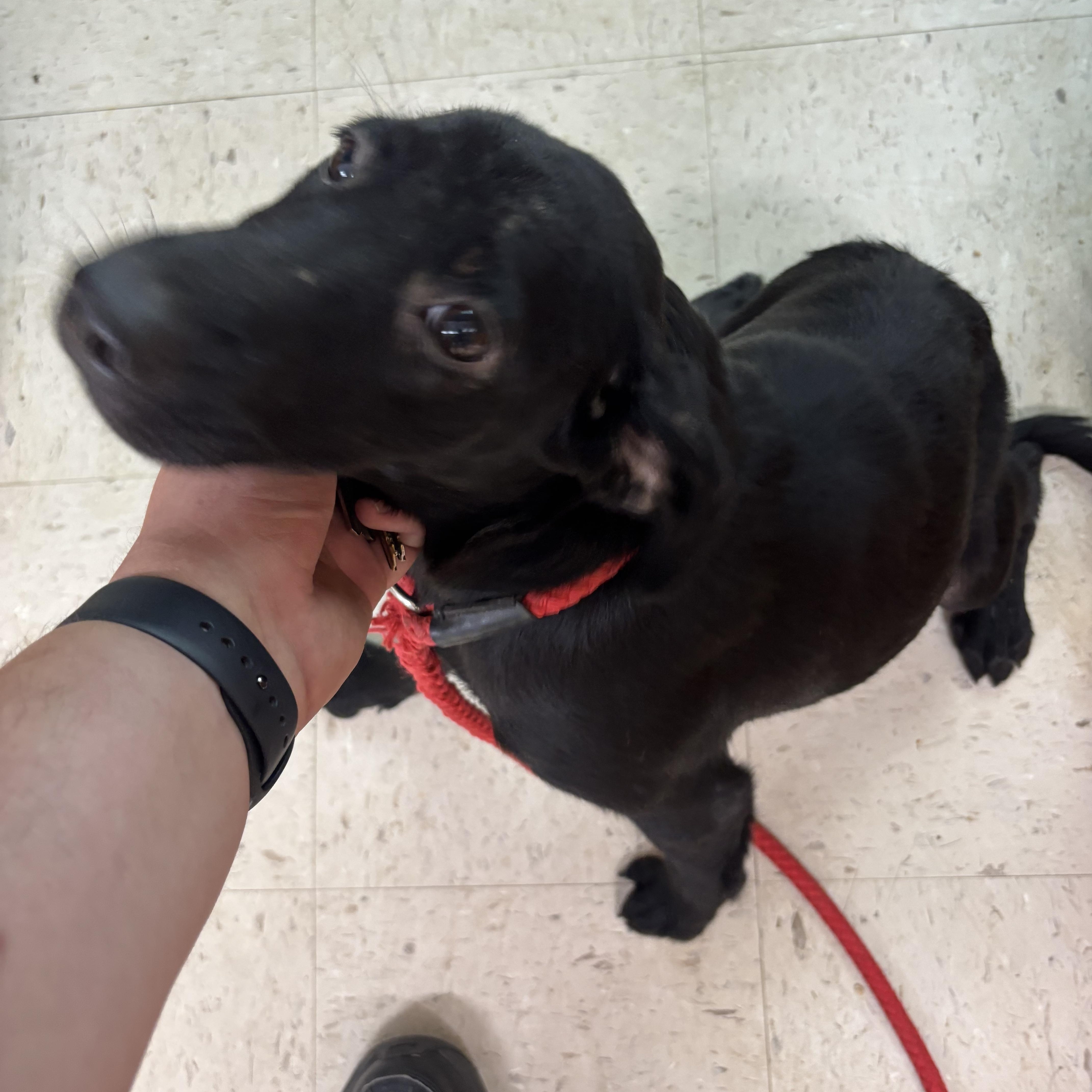 Lily, Adoptable, Young Female Black Labrador Retriever.