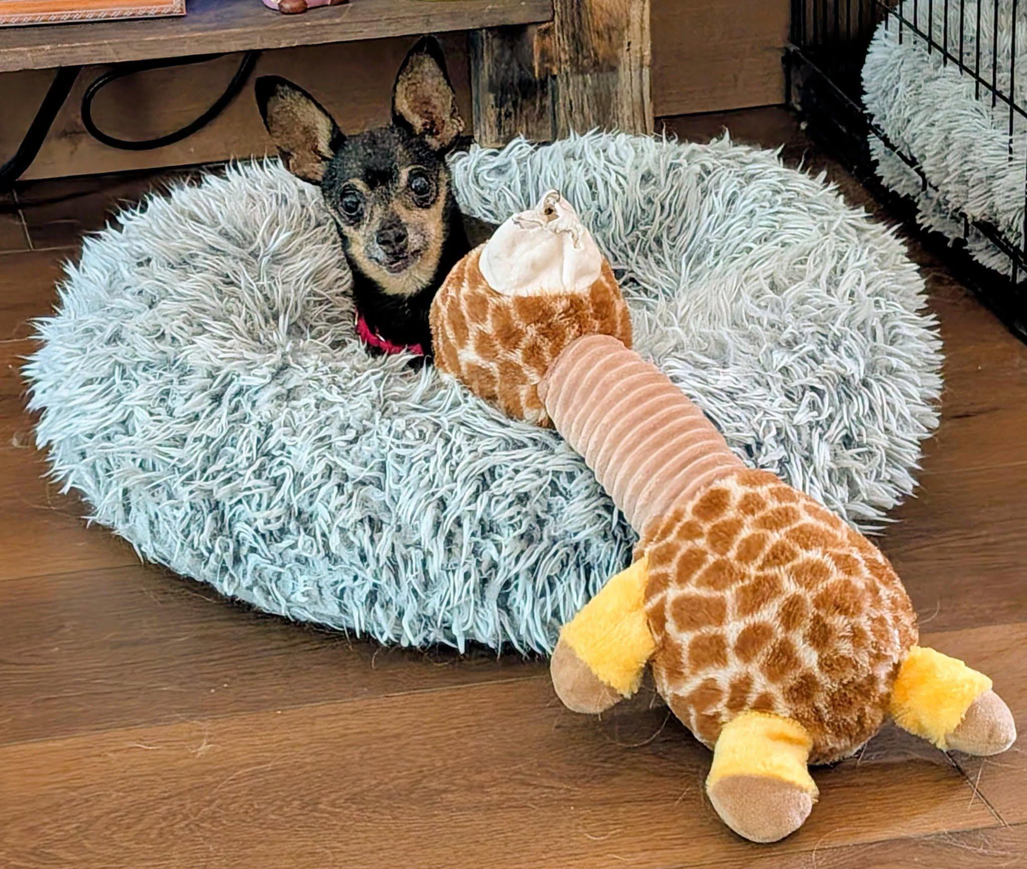Robbie, a ADOPTABLE Chihuahua in Portland, OR image 4/4
