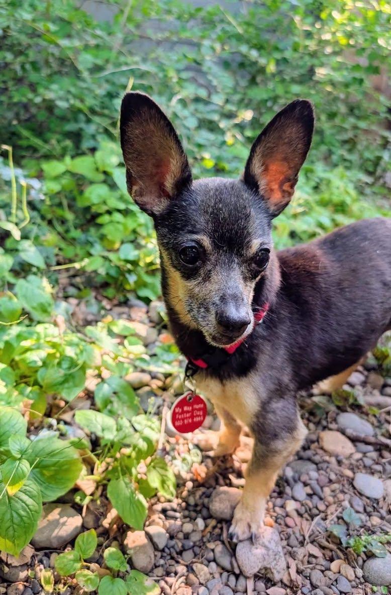 Robbie, a ADOPTABLE Chihuahua in Portland, OR image 1/4