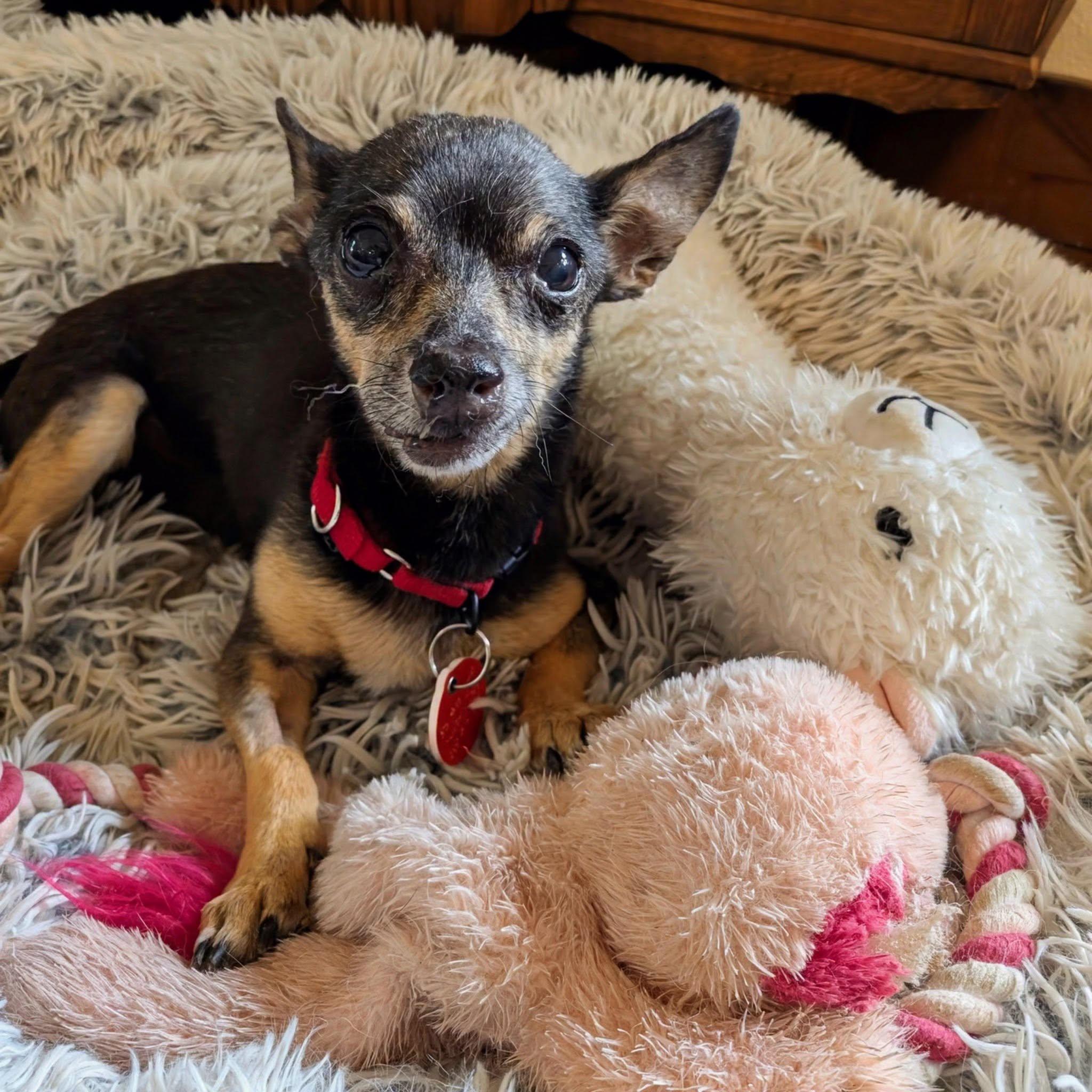 Robbie, a ADOPTABLE Chihuahua in Portland, OR image 2/4