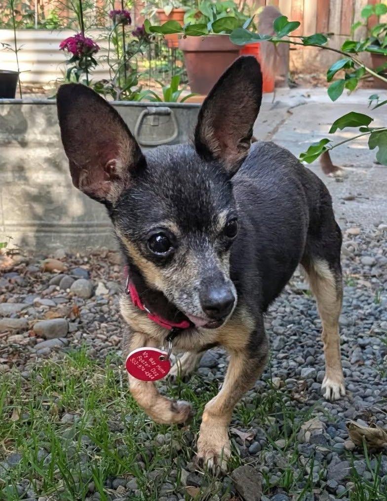 Robbie, a ADOPTABLE Chihuahua in Portland, OR image 3/4