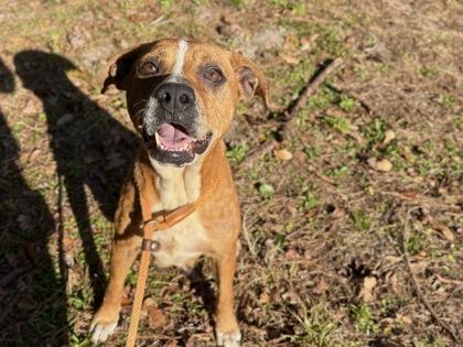 Enlarge Jan, a Adoptable Mixed Breed in Green Cove Springs, FL image 1/2