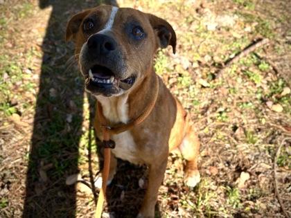 Enlarge Jan, a Adoptable Mixed Breed in Green Cove Springs, FL image 2/2