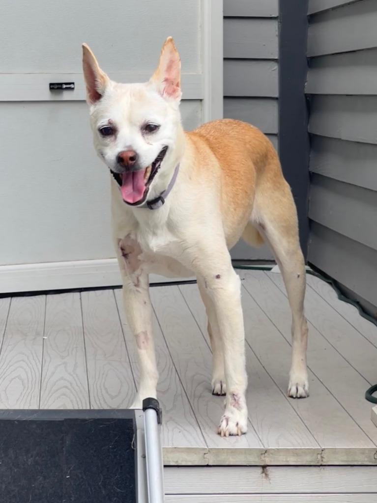 Addie (In Foster), Adoptable, Senior Female Hound.