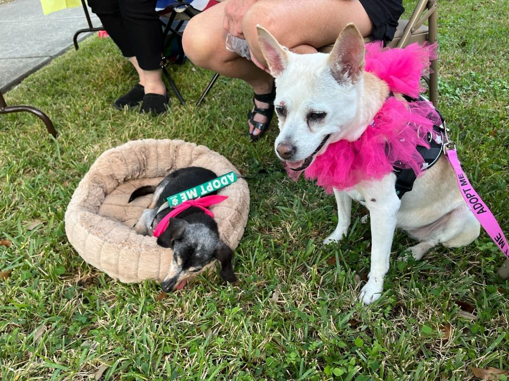 Addie (In Foster), Adoptable, Senior Female Hound.