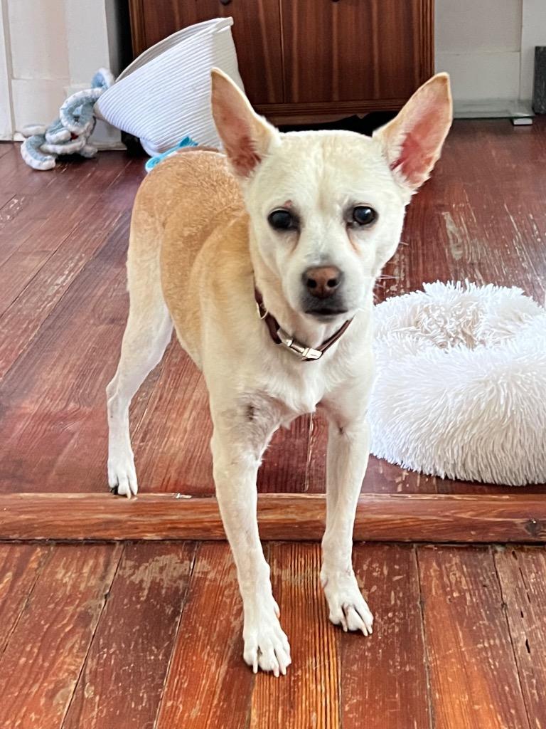 Addie (In Foster), Adoptable, Senior Female Hound.