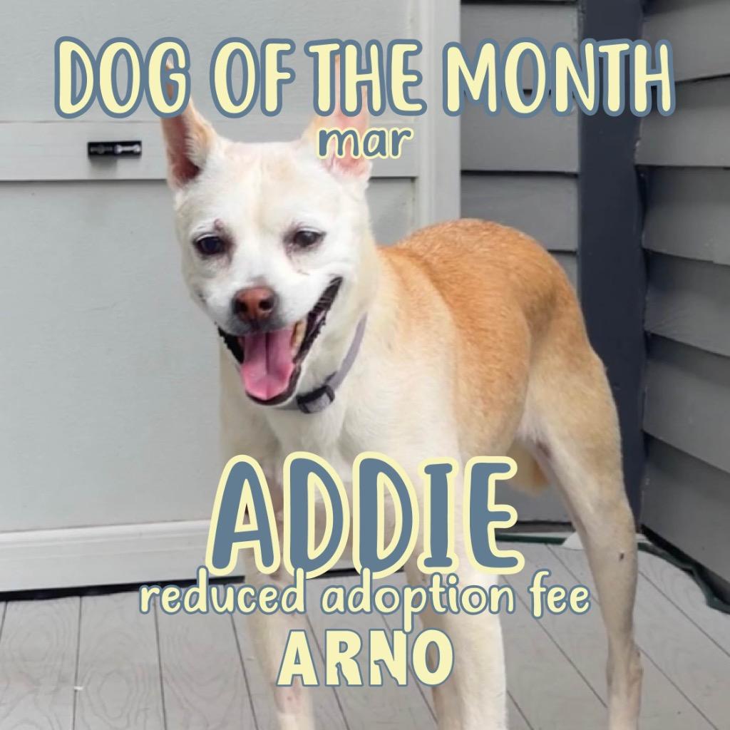 Enlarge Addie (Senior in Foster), a Adoptable Hound in New Orleans, LA image 2/6