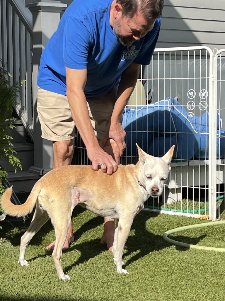 Addie (In Foster), a Adoptable Hound in New Orleans, LA image 3/4