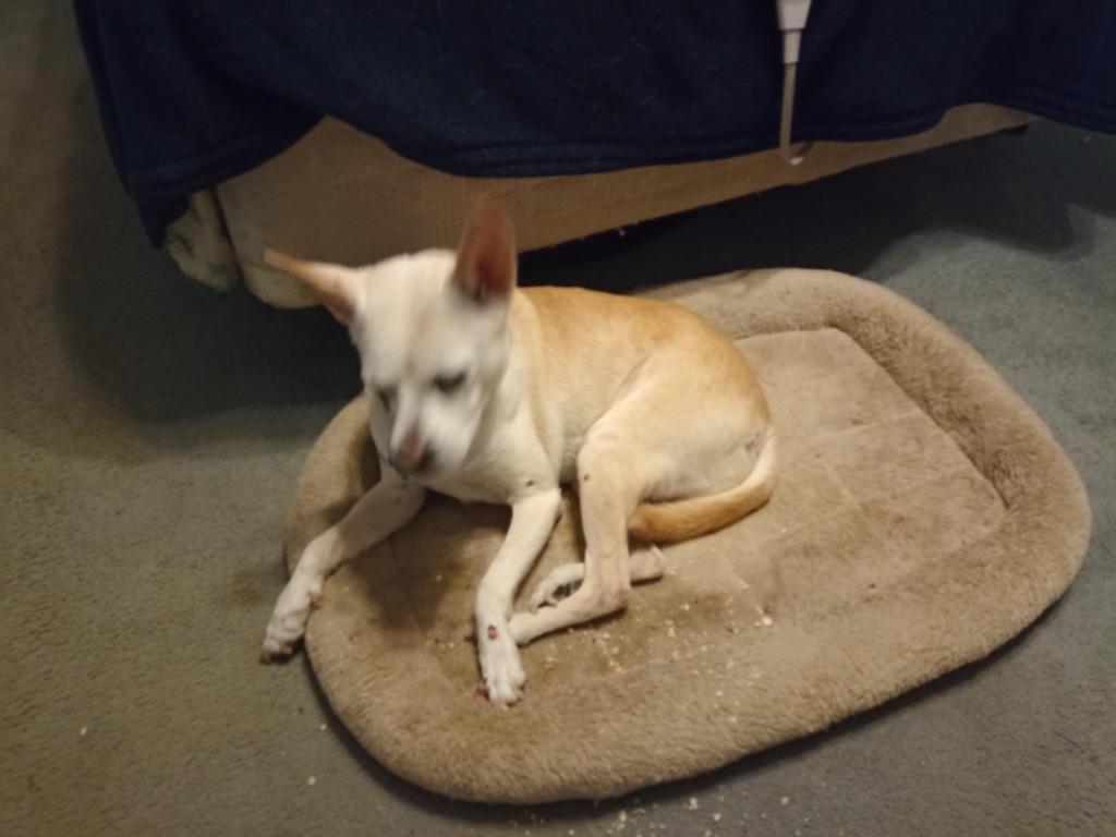 Addie (In Foster), a Adoptable Hound in New Orleans, LA image 4/4