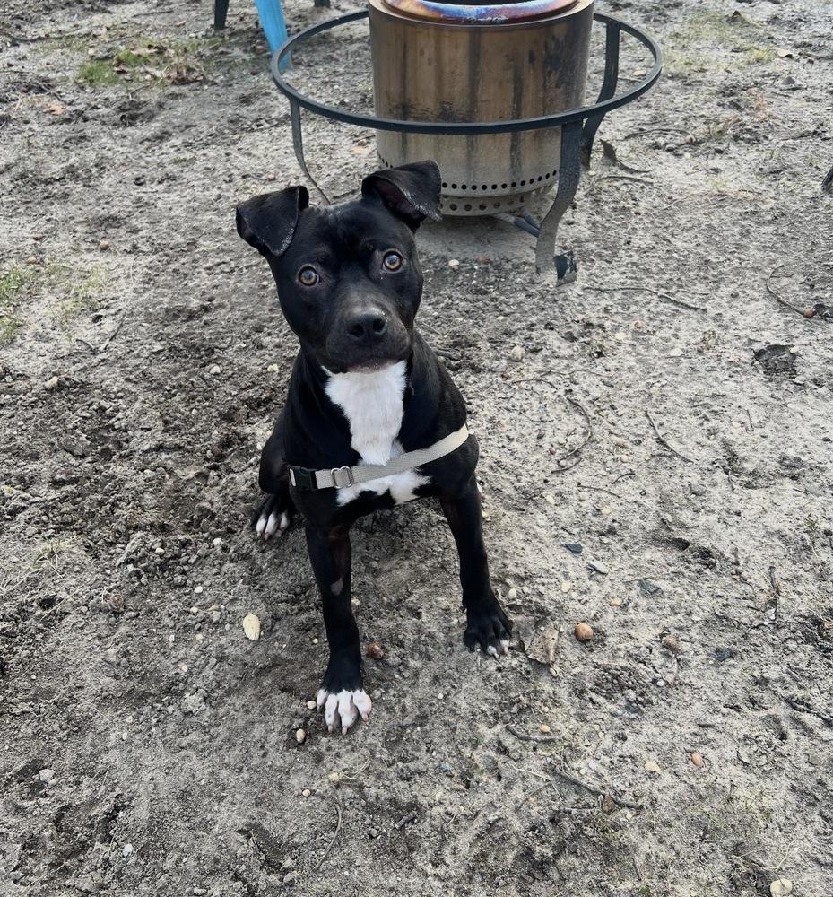 Leah, Adoptable, Young Female American Staffordshire Terrier.