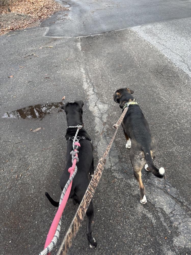 Leah, Adoptable, Young Female American Staffordshire Terrier.
