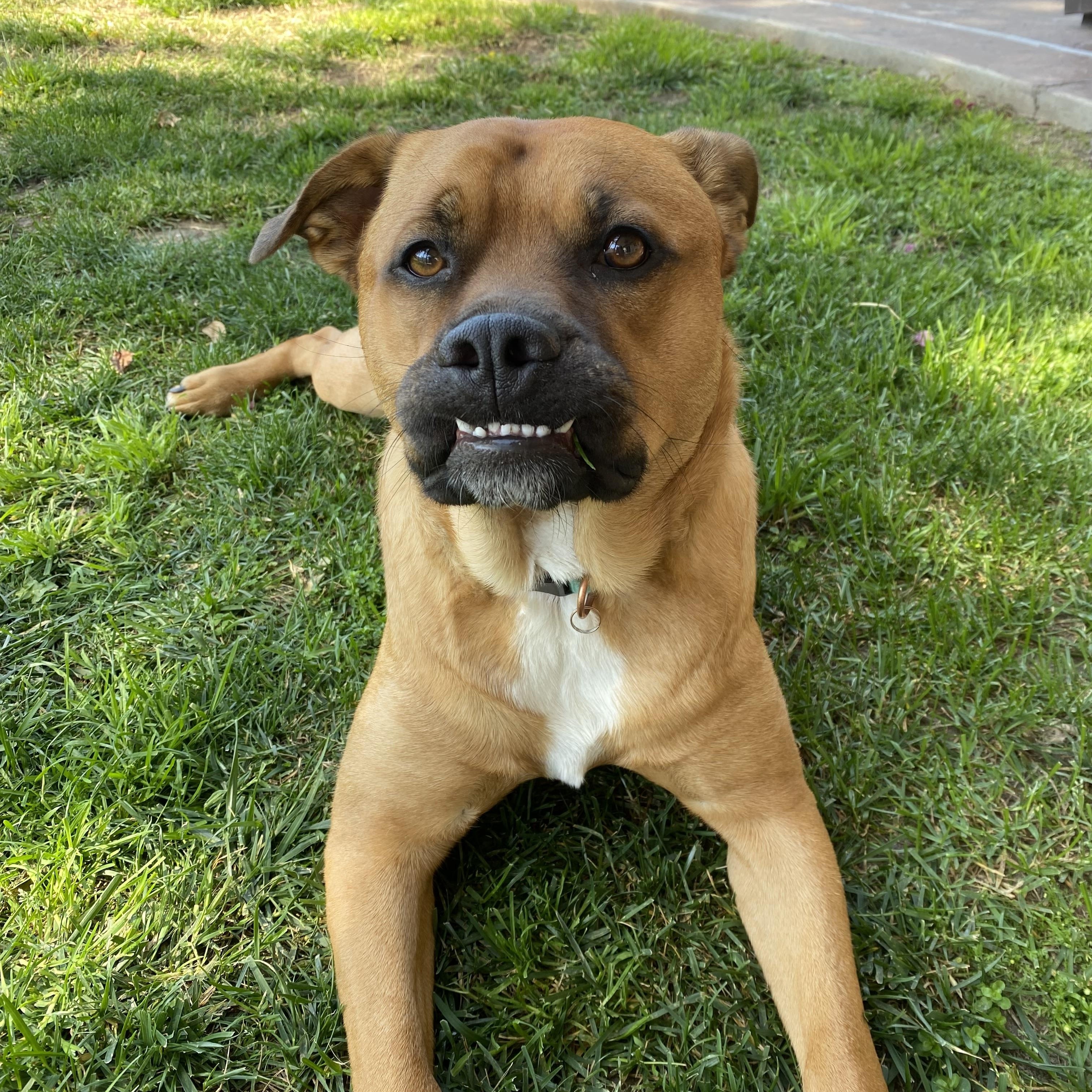 Enlarge Brody, a ADOPTABLE mixed breed in Torrance, CA image 2/6