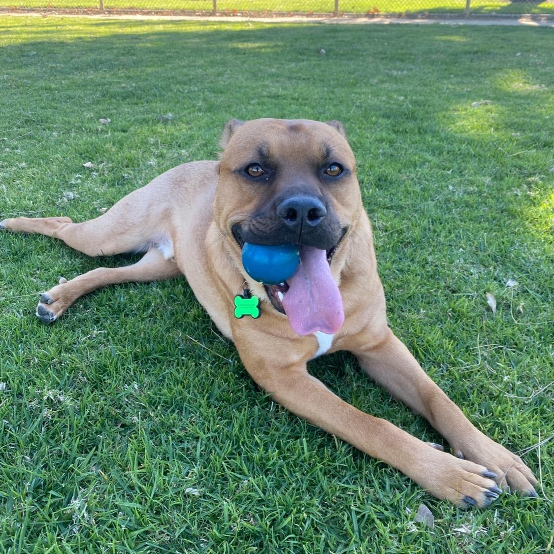 Enlarge Brody, a ADOPTABLE mixed breed in Torrance, CA image 4/6