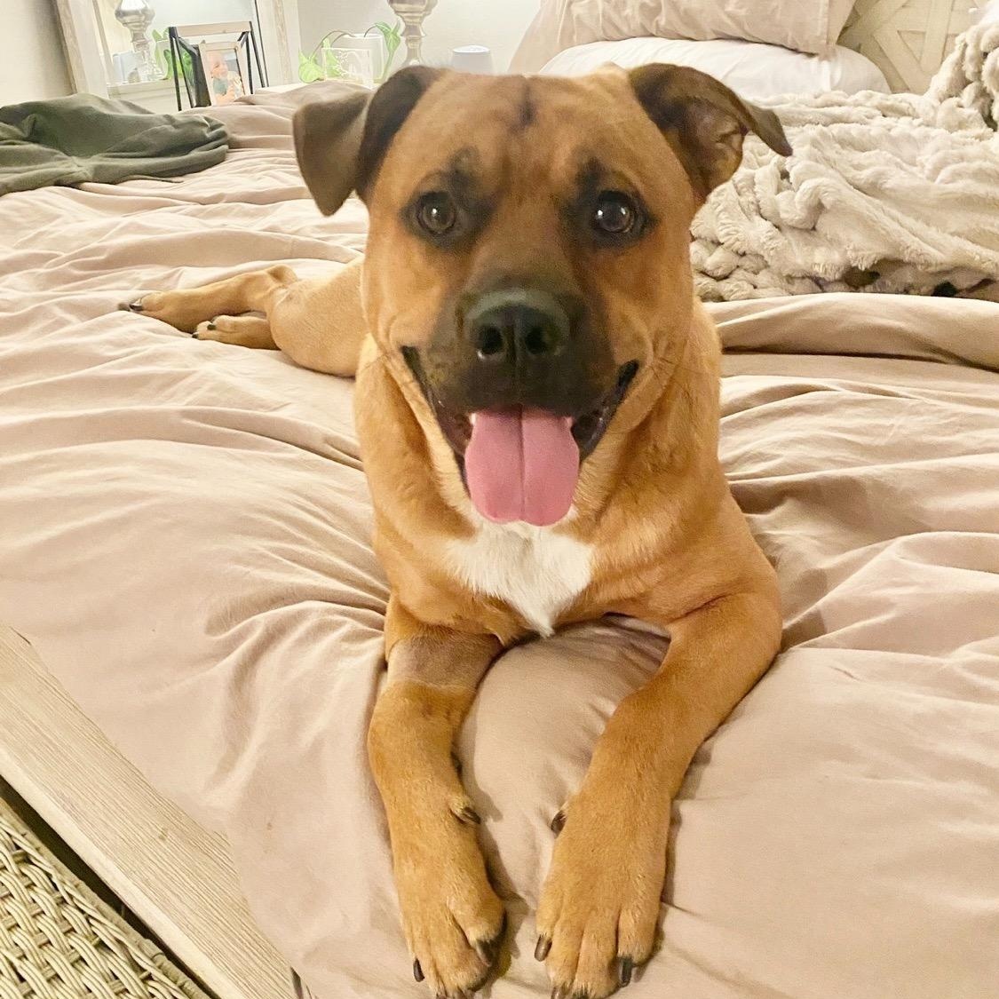 Enlarge Brody, a ADOPTABLE mixed breed in Torrance, CA image 1/6