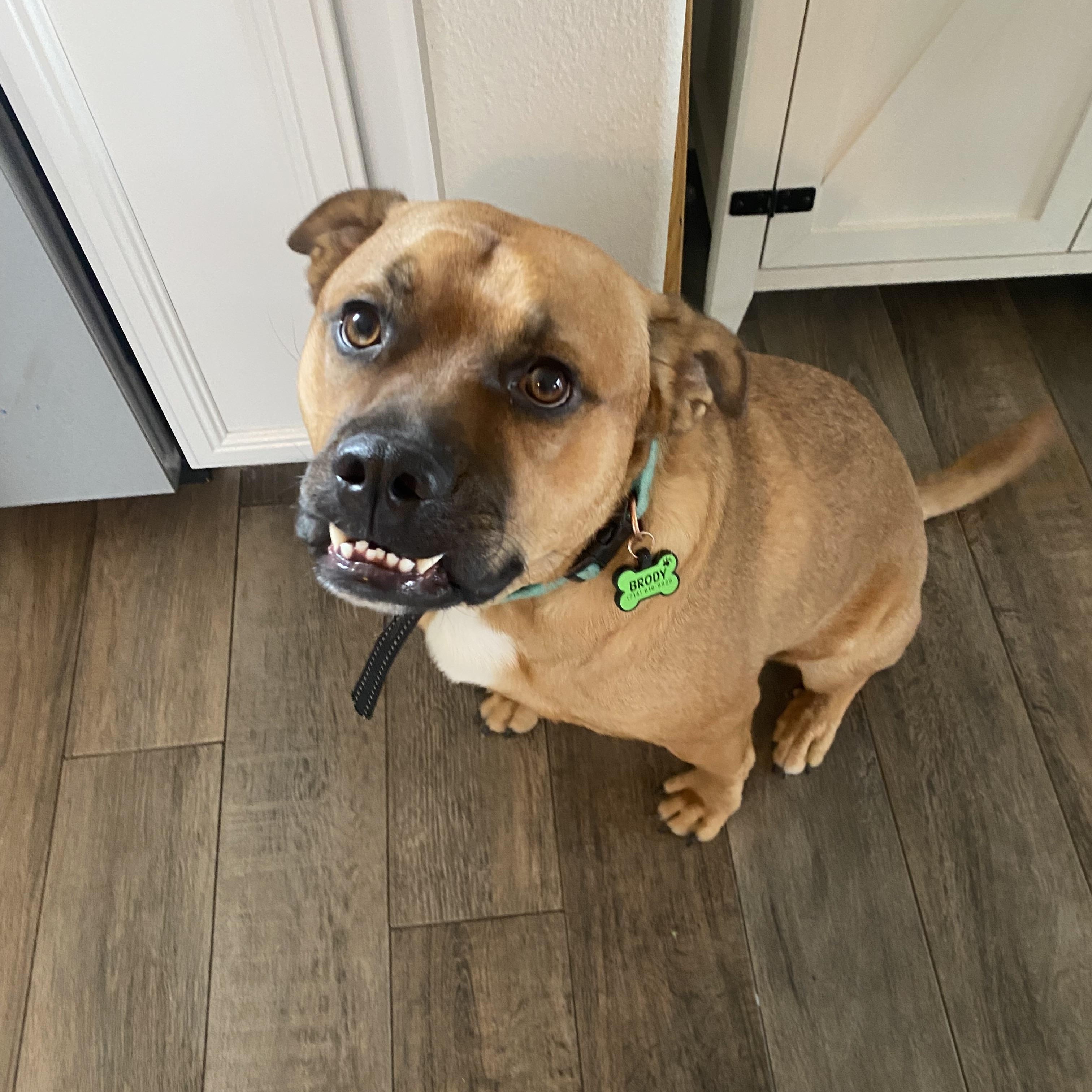 Enlarge Brody, a ADOPTABLE mixed breed in Torrance, CA image 3/6