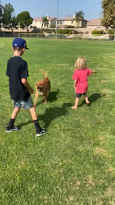 Enlarge Brody, a ADOPTABLE mixed breed in Torrance, CA video 5/6