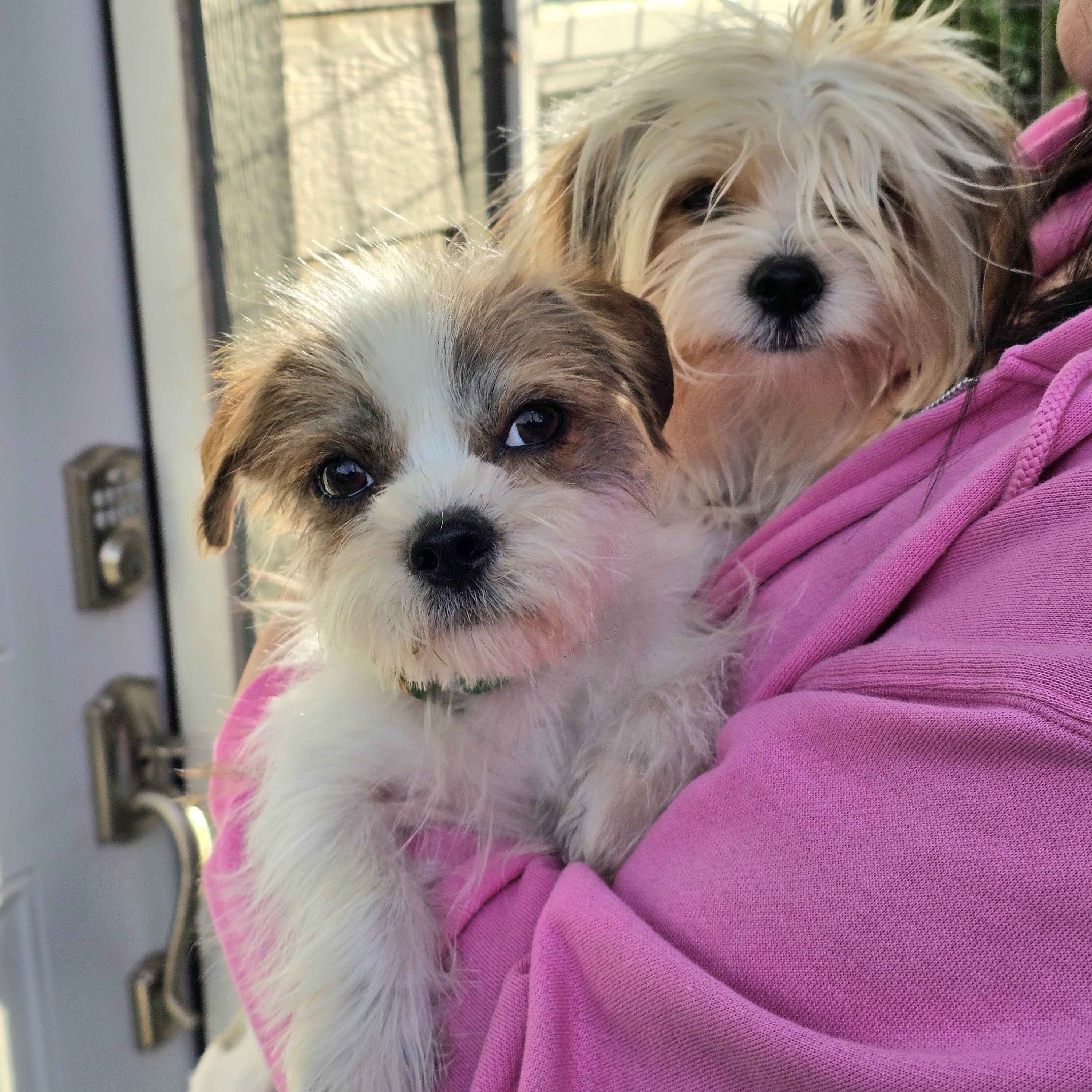 Enlarge Antonio, a ADOPTABLE mixed breed in Salinas, CA image 2/2