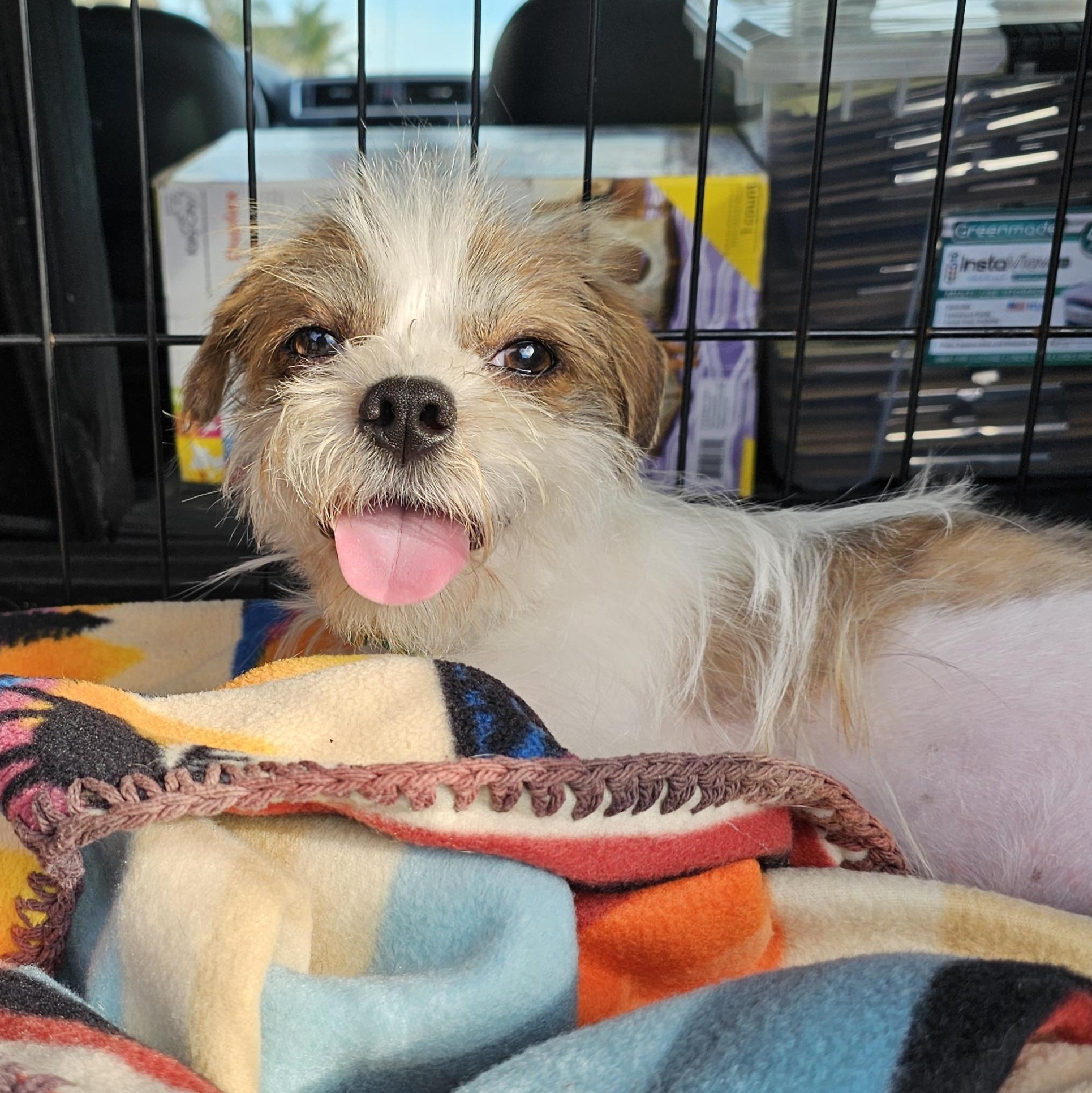 Enlarge Antonio, a ADOPTABLE mixed breed in Salinas, CA image 1/2