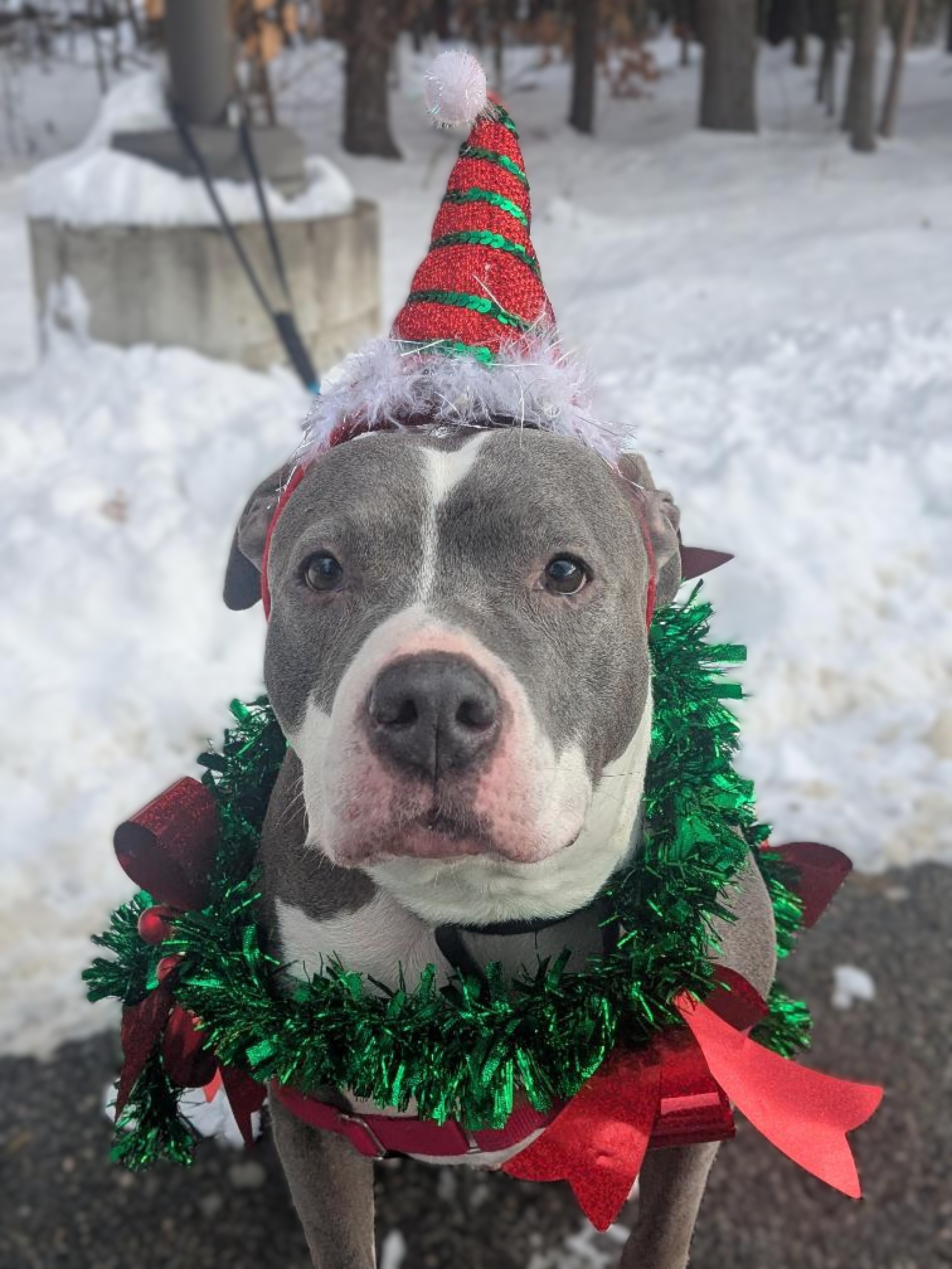 Poseidon, adopted, Senior Male Mixed Breed & Pit Bull Terrier.