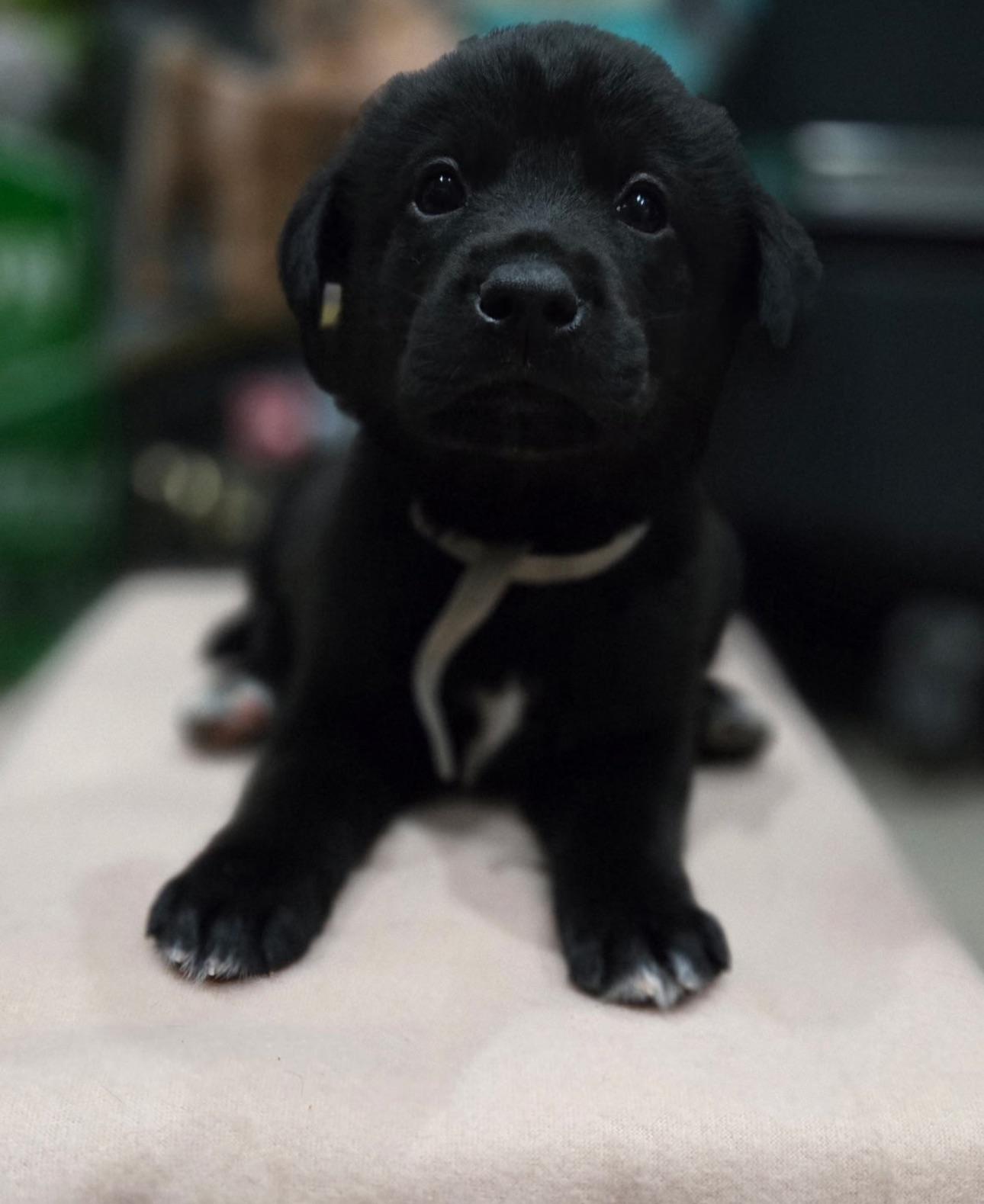 Oliver