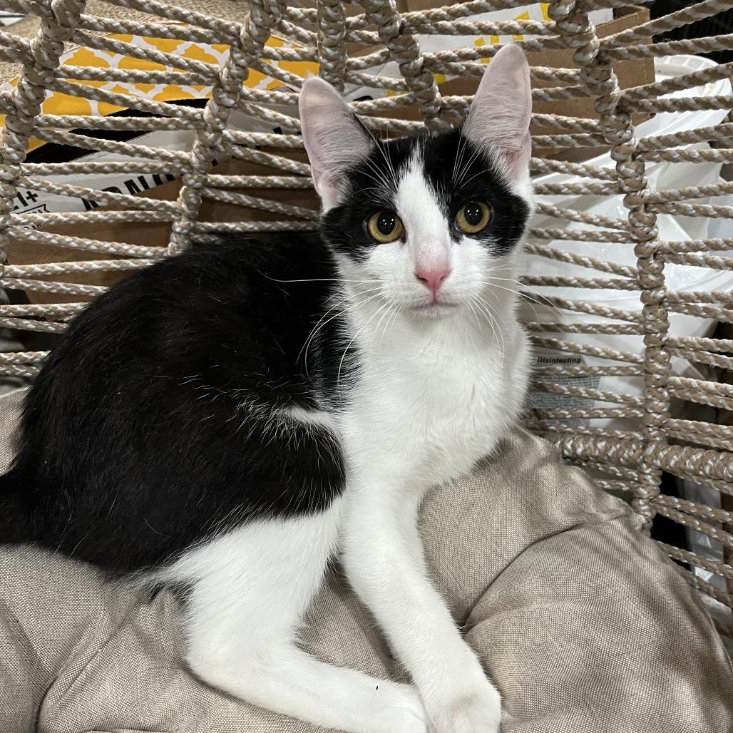 Duchess, Adoptable, Kitten Female Domestic Short Hair.