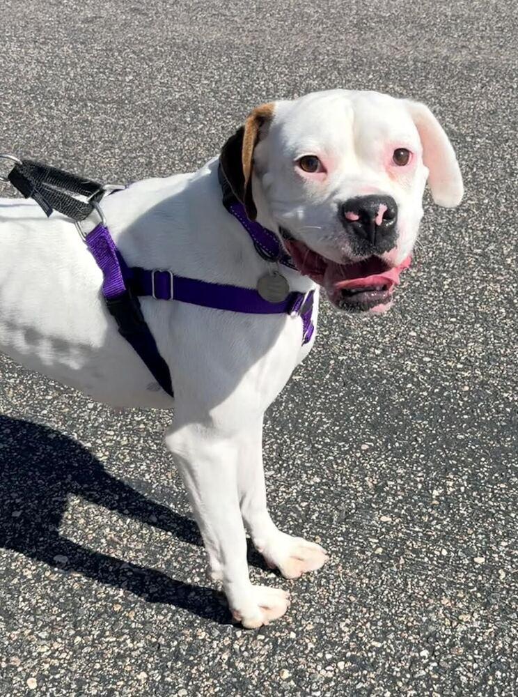 Enlarge Sally, a Adoptable Boxer in Denver, CO image 2/4