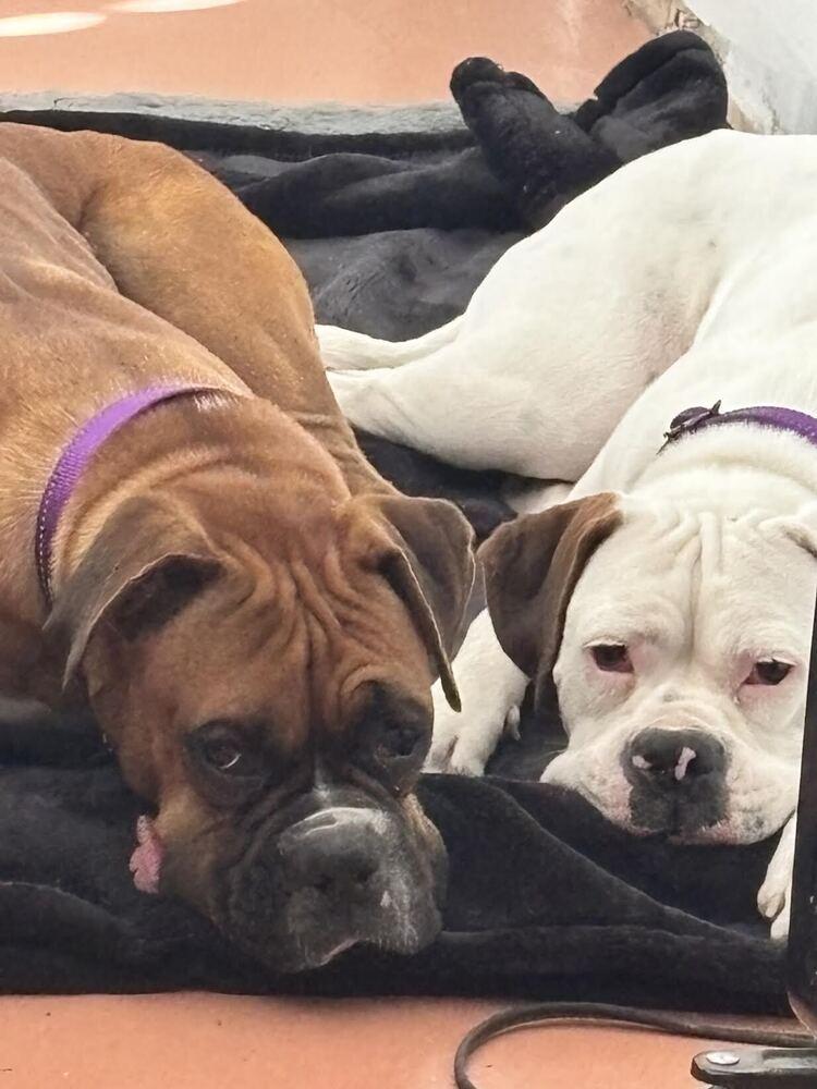 Enlarge Sally, a Adoptable Boxer in Denver, CO image 4/4