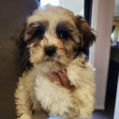 Atlas (#413), Adoptable, Puppy Male Shih Tzu.