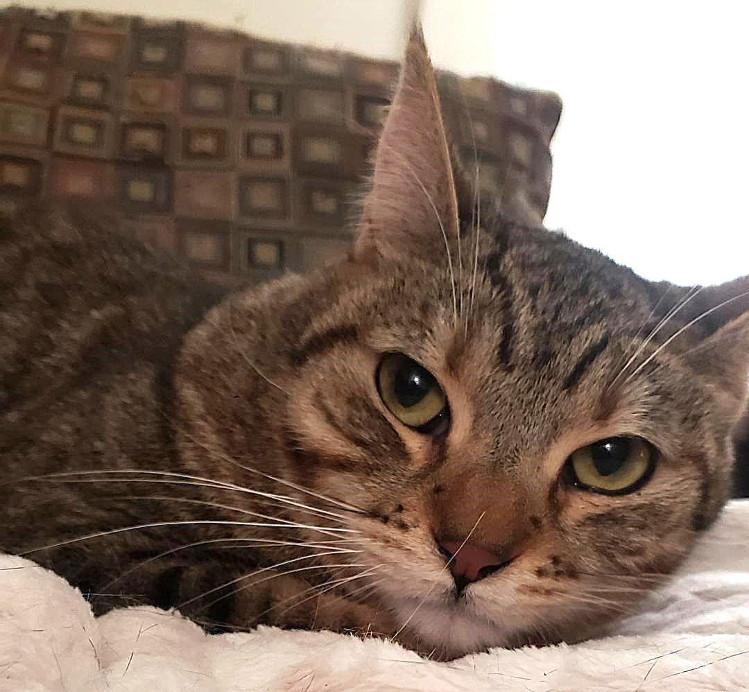 Enlarge Tattoo (Courtesy Post), a Adoptable Domestic Short Hair in San Jose, CA image 1/3