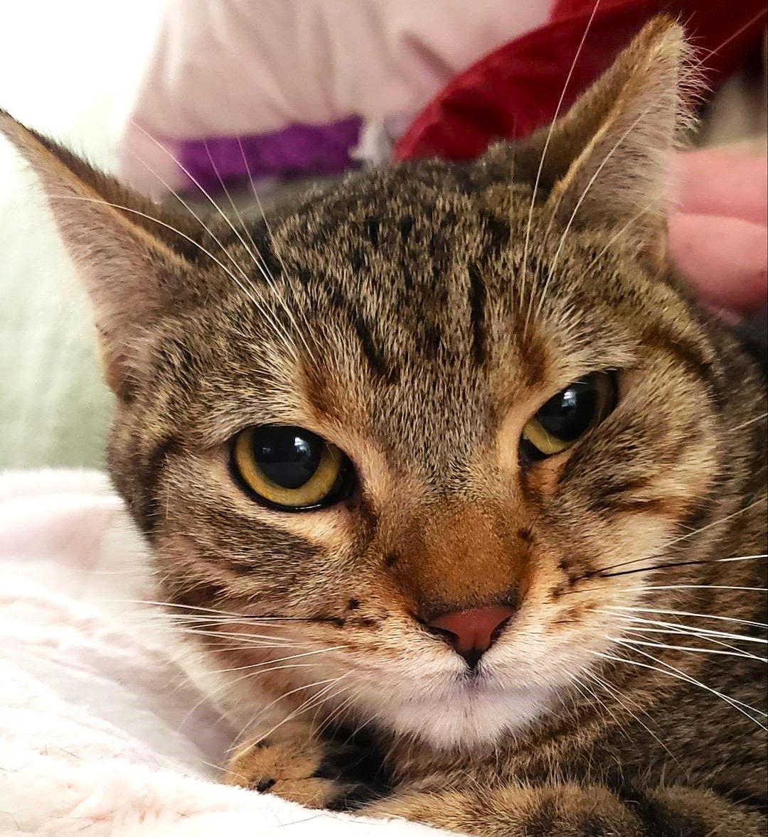 Tattoo (Courtesy Post), Adoptable, Adult Male Domestic Short Hair.