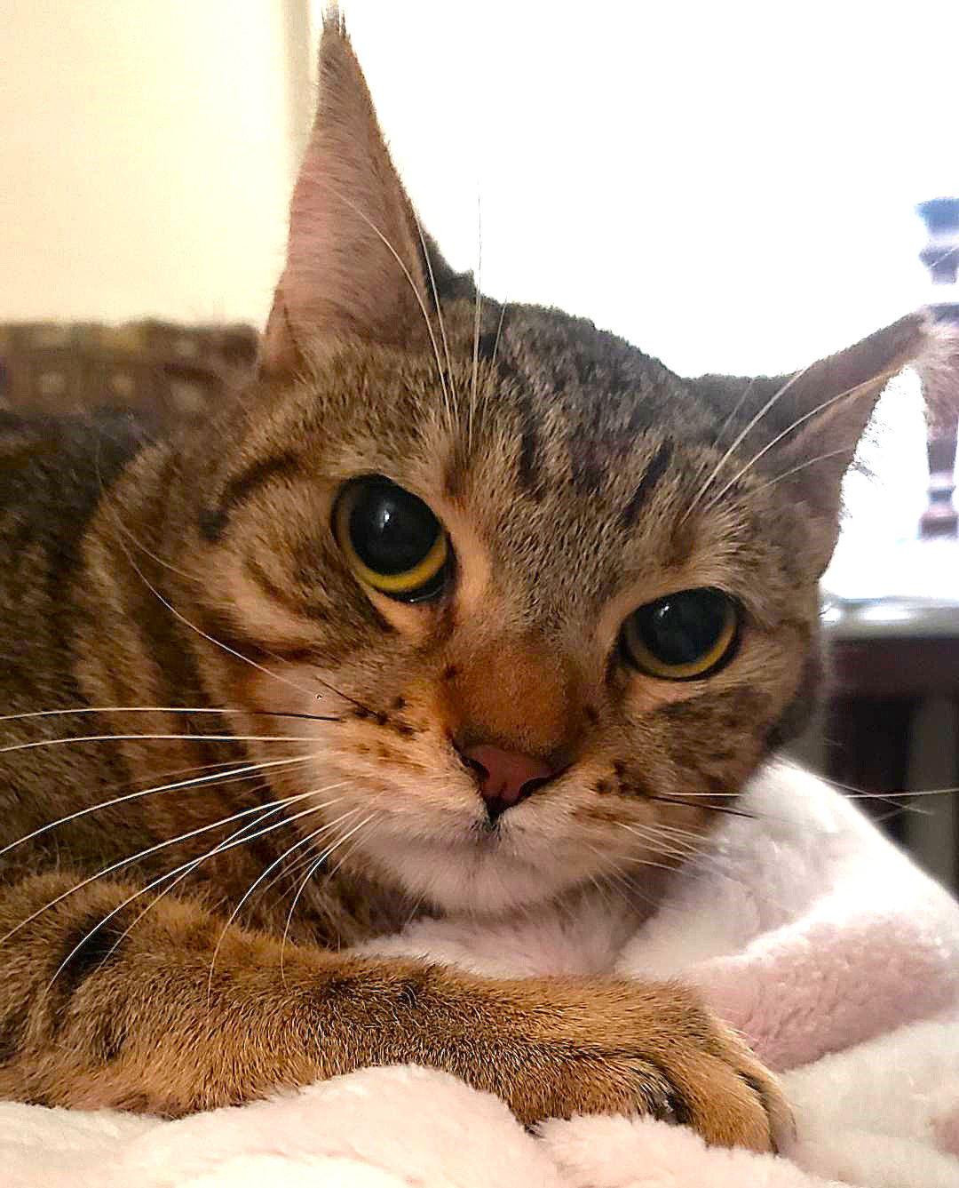 Enlarge Tattoo (Courtesy Post), a Adoptable Domestic Short Hair in San Jose, CA image 3/3