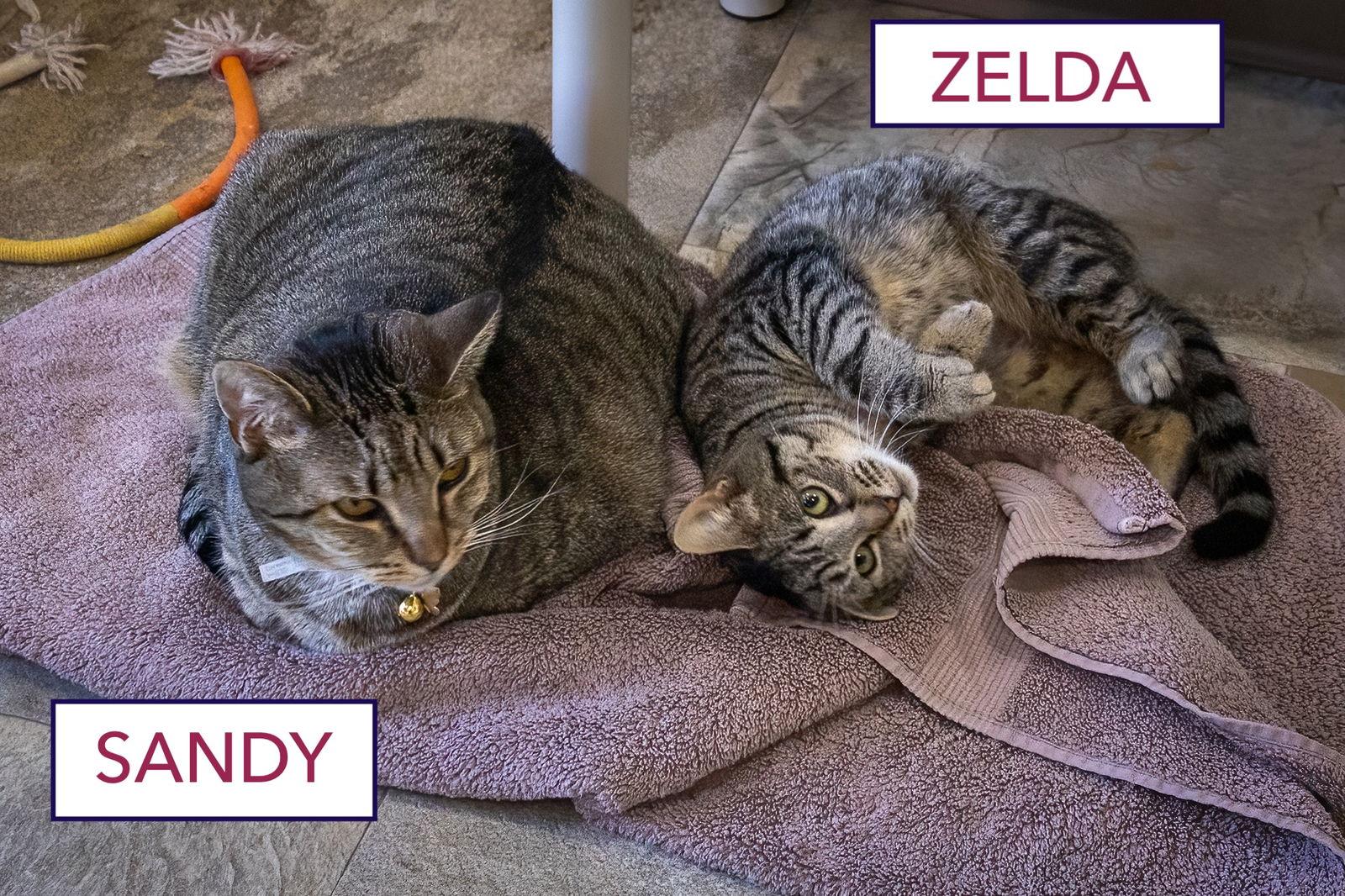 Sandy (FCID# 05/29/2025 - 3 Glen Mills PS), Adoptable, Adult Female Tabby.