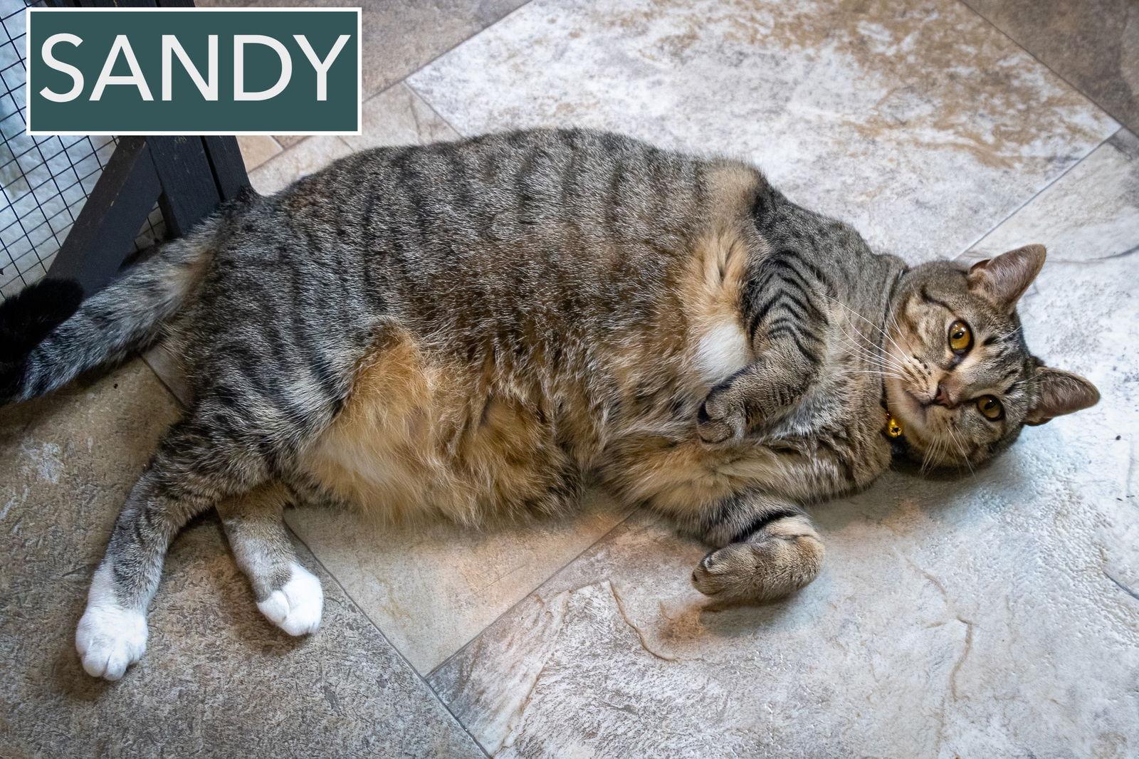 Enlarge Sandy (FCID# 05/29/2025 - 3 Glen Mills PS), a Adoptable Tabby in Greenville, DE image 1/4