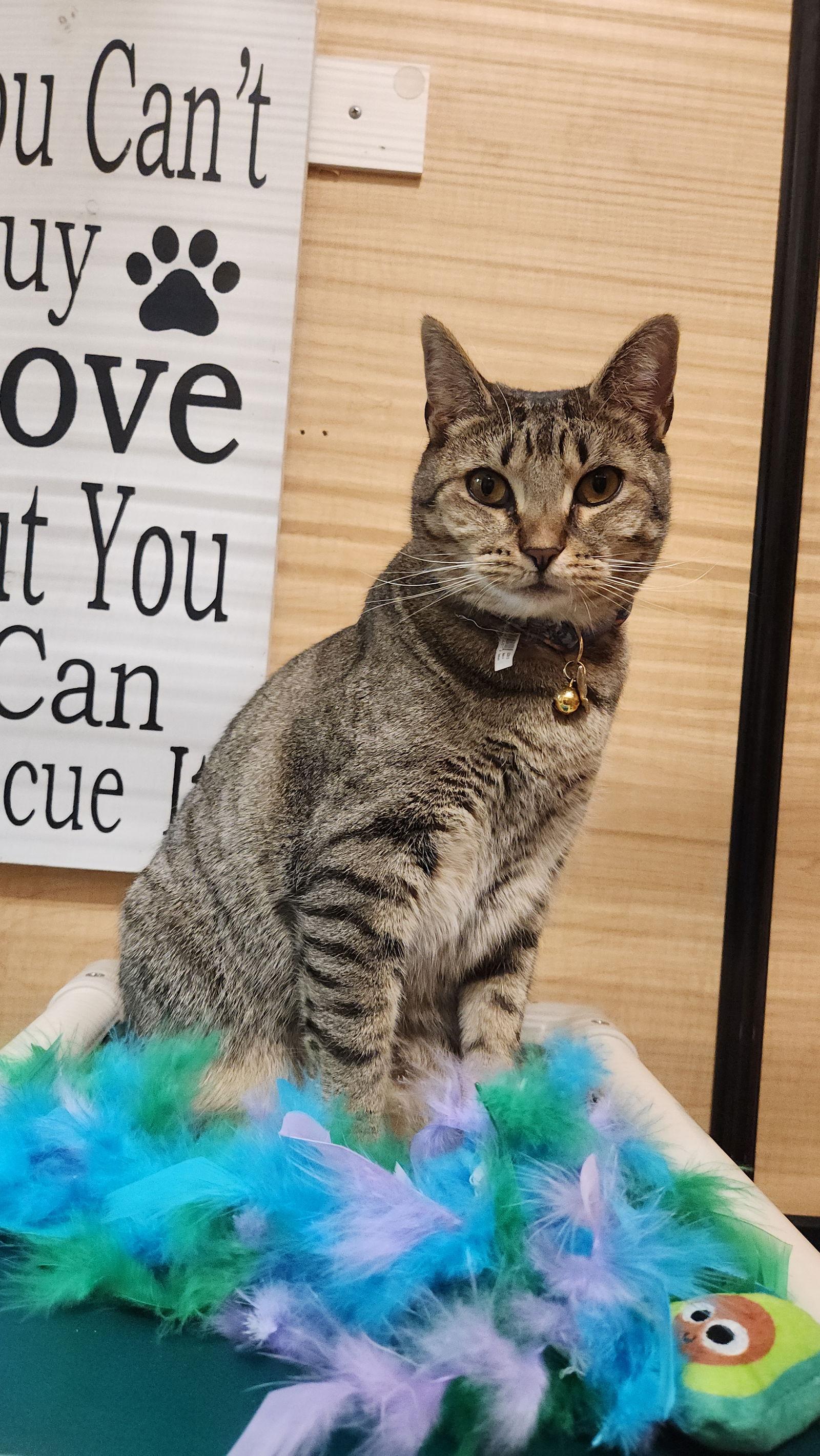 Enlarge Sandy (FCID# 05/29/2025 - 3 Glen Mills PS), a Adoptable Tabby in Glen MIlls, PA image 1/4