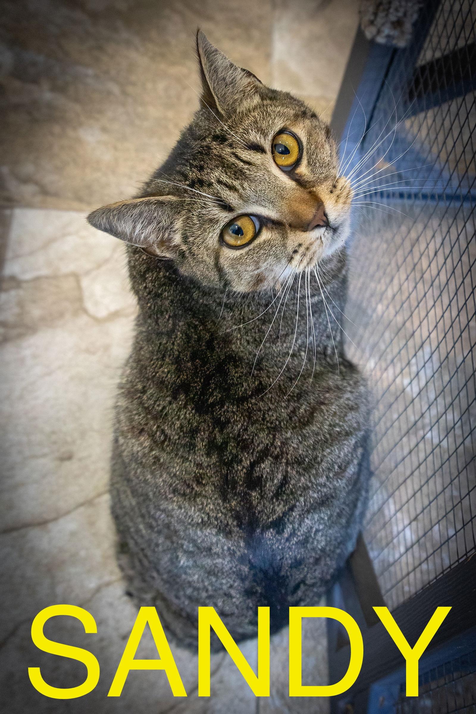 Enlarge Sandy (FCID# 05/29/2025 - 3 Glen Mills PS), a Adoptable Tabby in Greenville, DE image 3/4