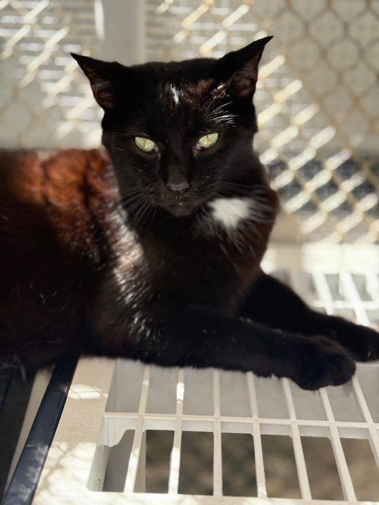 Enlarge Oscar, a Adoptable mixed breed in Fort Lauderdale, FL image 1/6