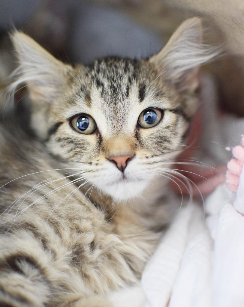 Twister, Adoptable, Young Female Domestic Long Hair.