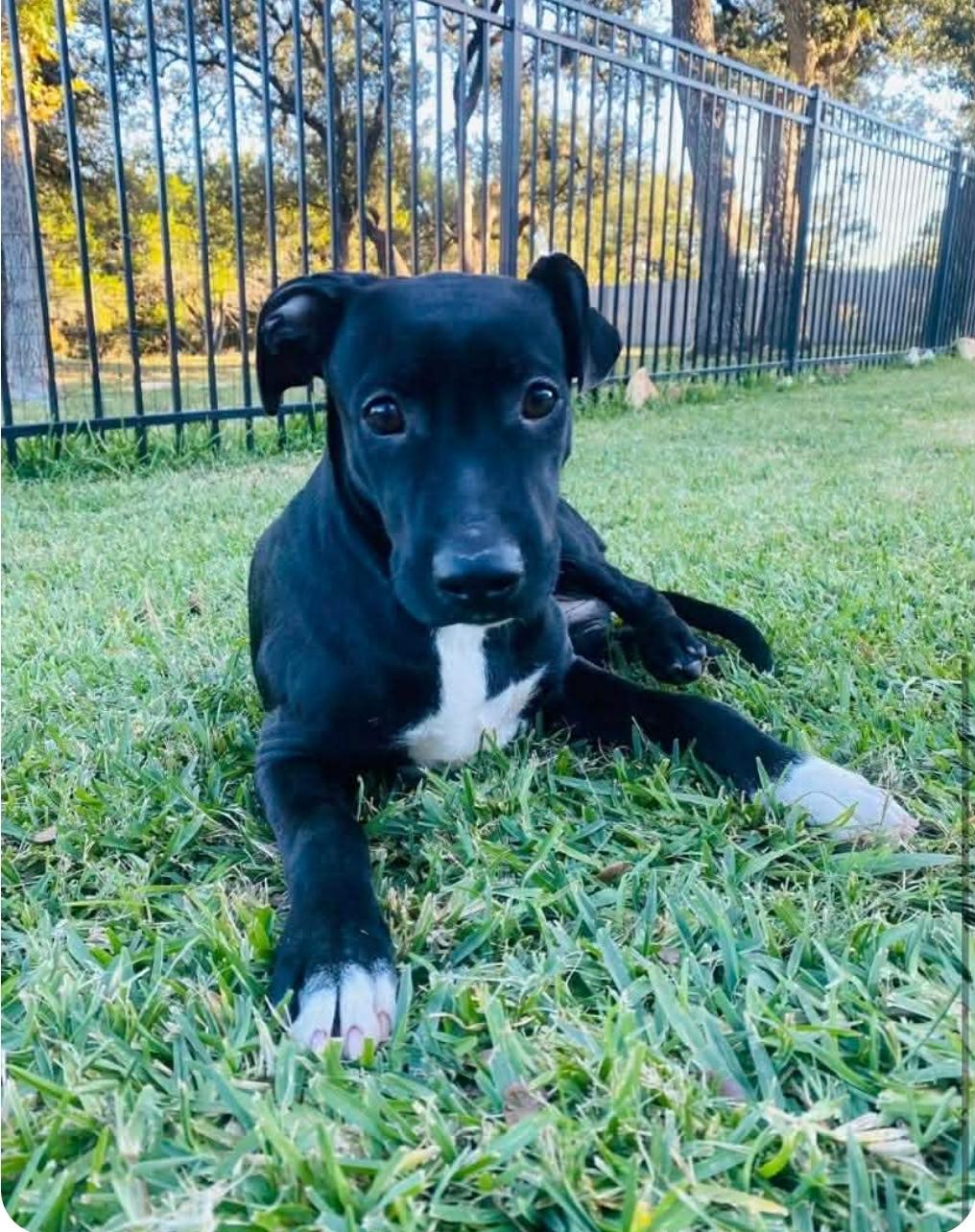 Enlarge Ali, a Adoptable mixed breed in Grove City, OH image 5/6