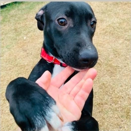 Enlarge Ali, a Adoptable mixed breed in Grove City, OH image 3/6