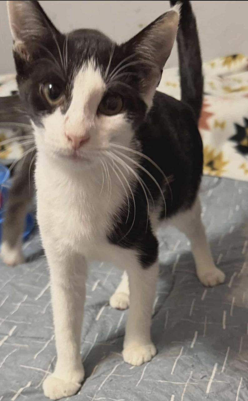 Enlarge Gretchen, a Adoptable Domestic Short Hair in Jxn, MS image 1/1