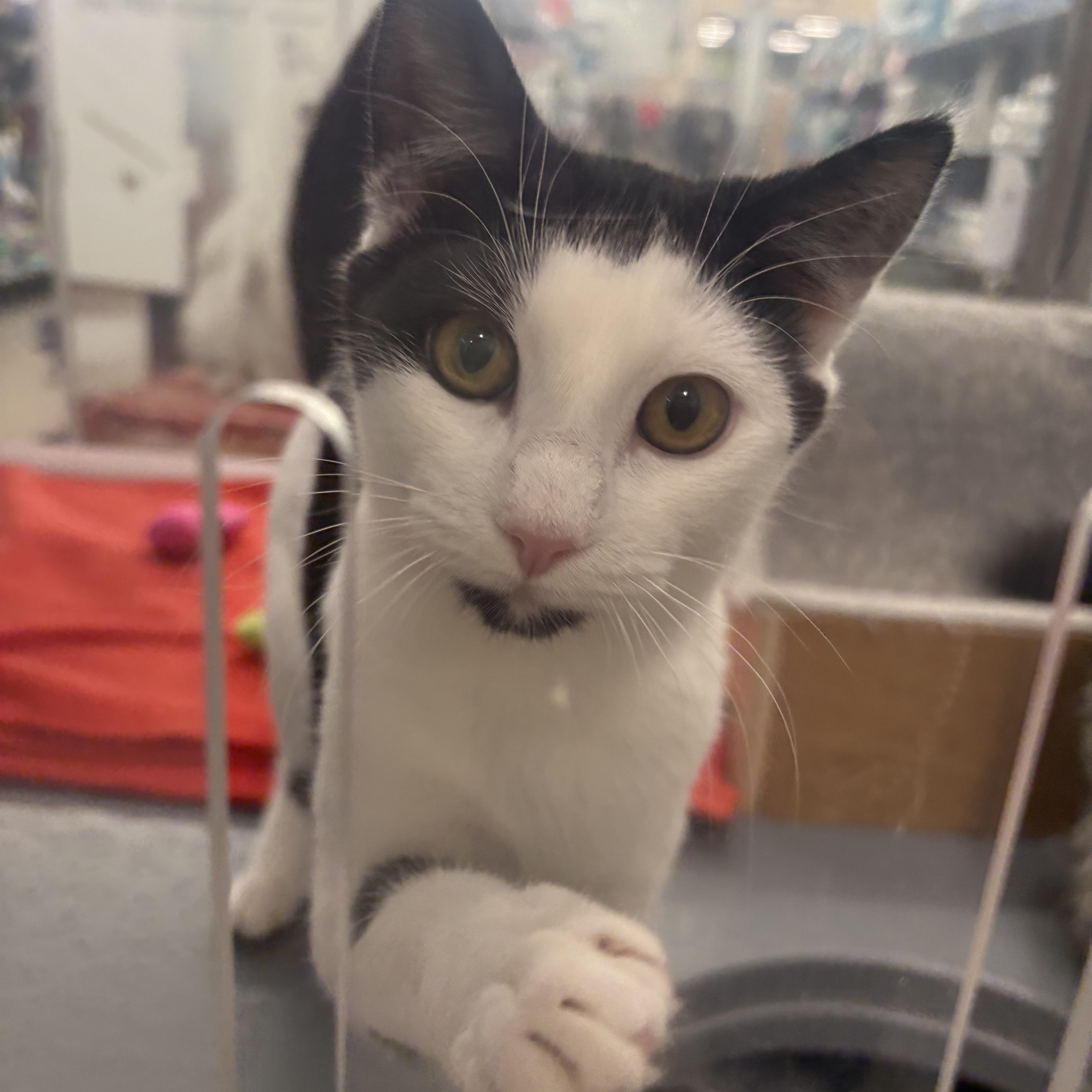 Adelaide, a Adoptable Domestic Short Hair in Fredericton, NB image 1/6