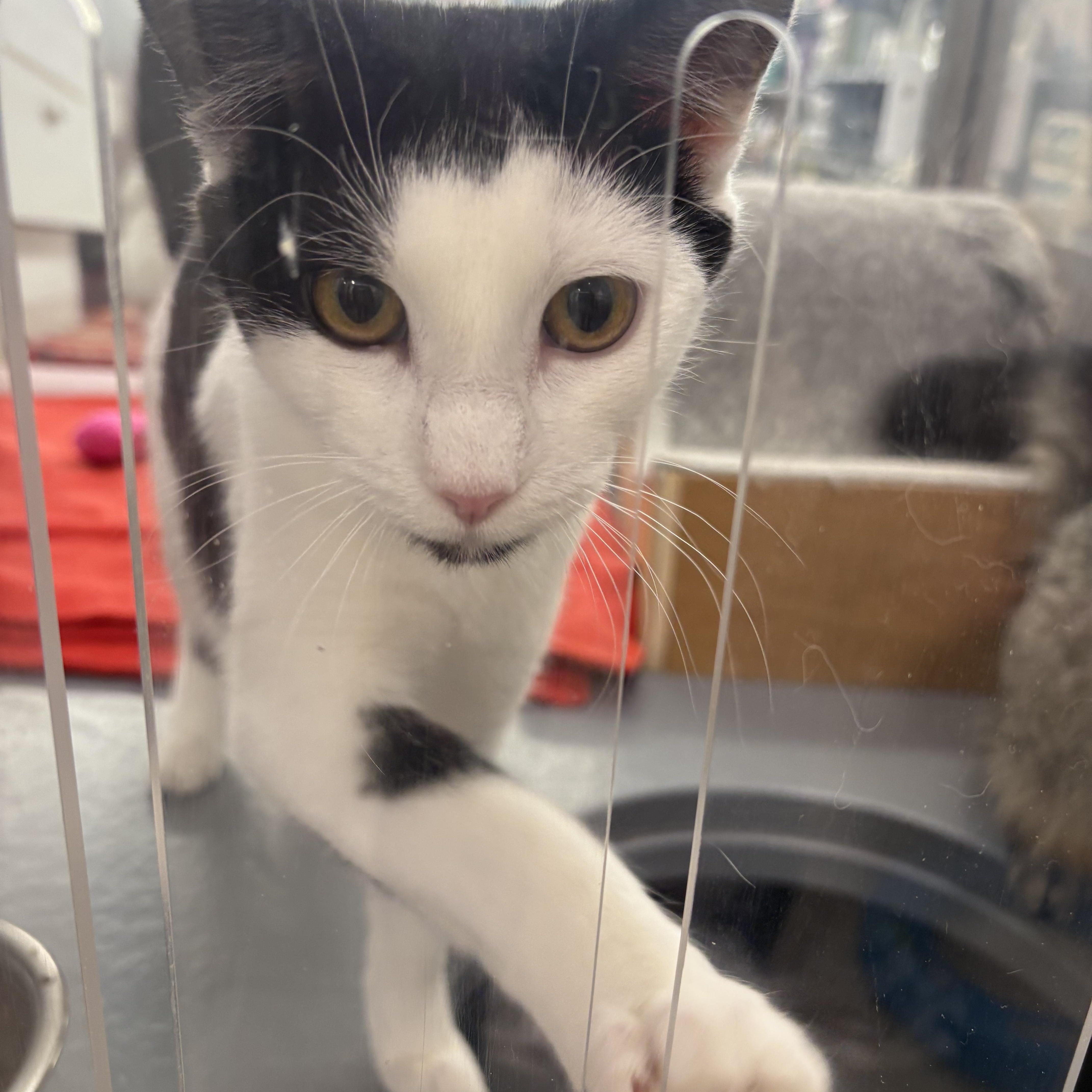 Adelaide, a Adoptable Domestic Short Hair in Fredericton, NB image 4/6