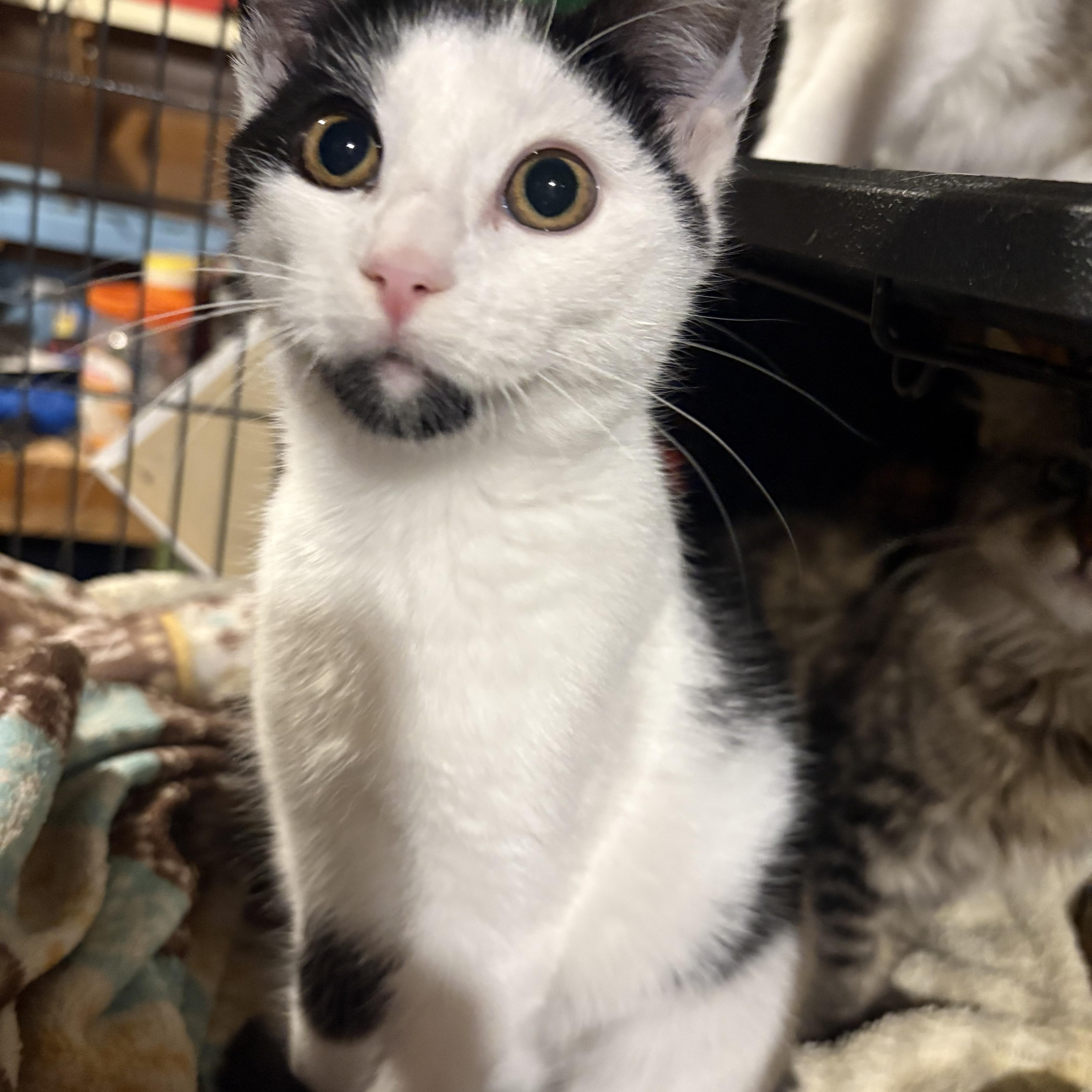 Adelaide, a Adoptable Domestic Short Hair in Fredericton, NB image 3/6