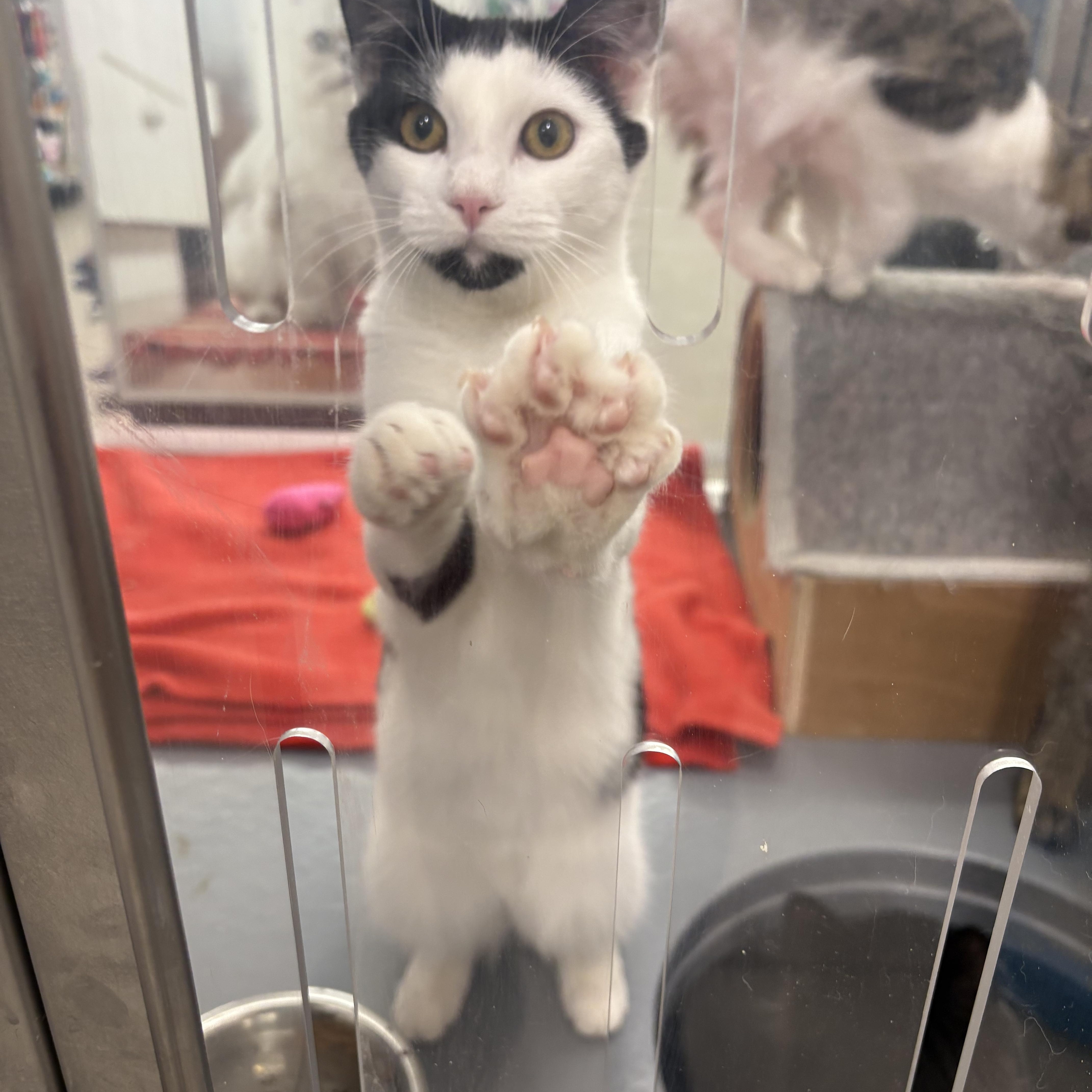 Adelaide, a Adoptable Domestic Short Hair in Fredericton, NB image 2/6