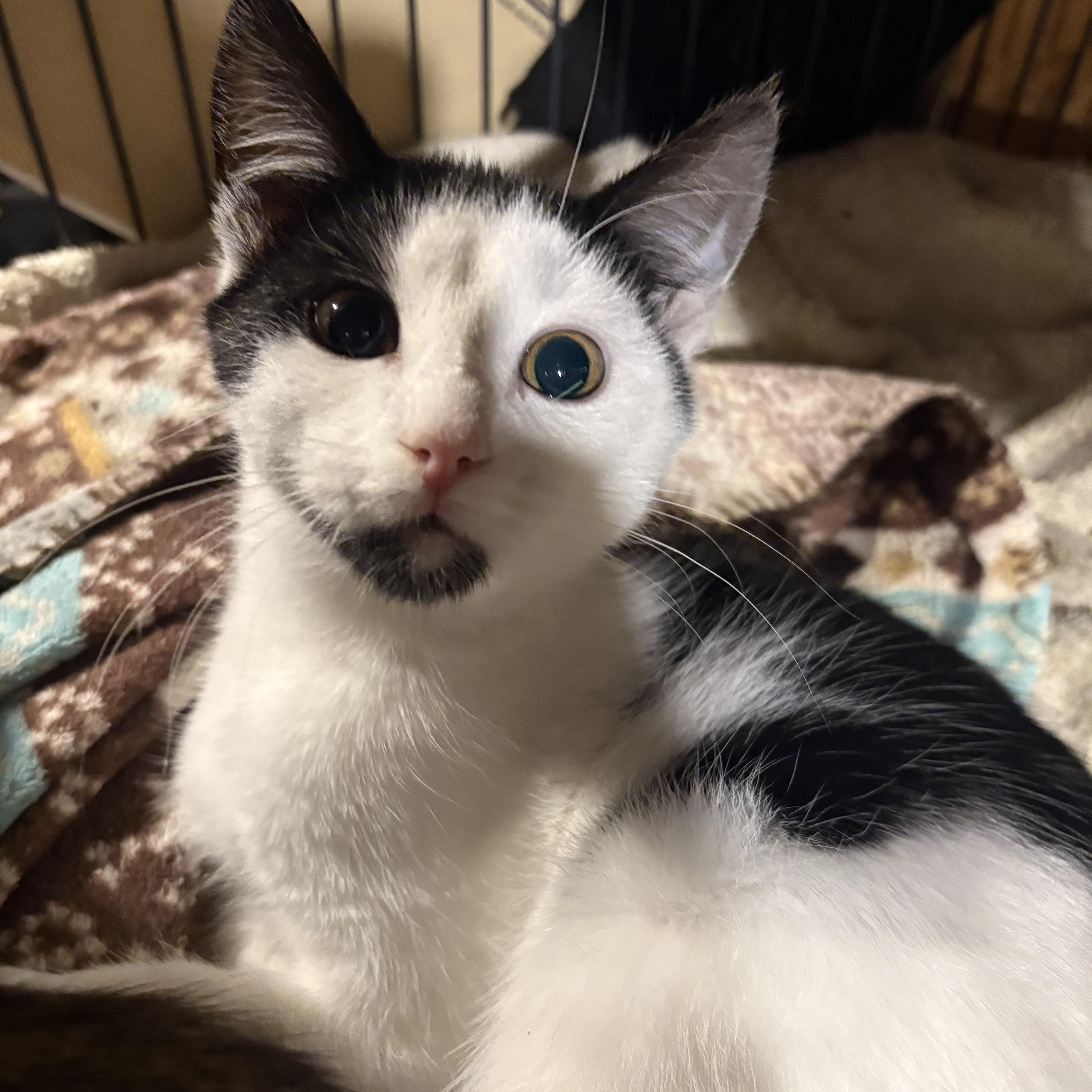 Adelaide, a Adoptable Domestic Short Hair in Fredericton, NB image 6/6