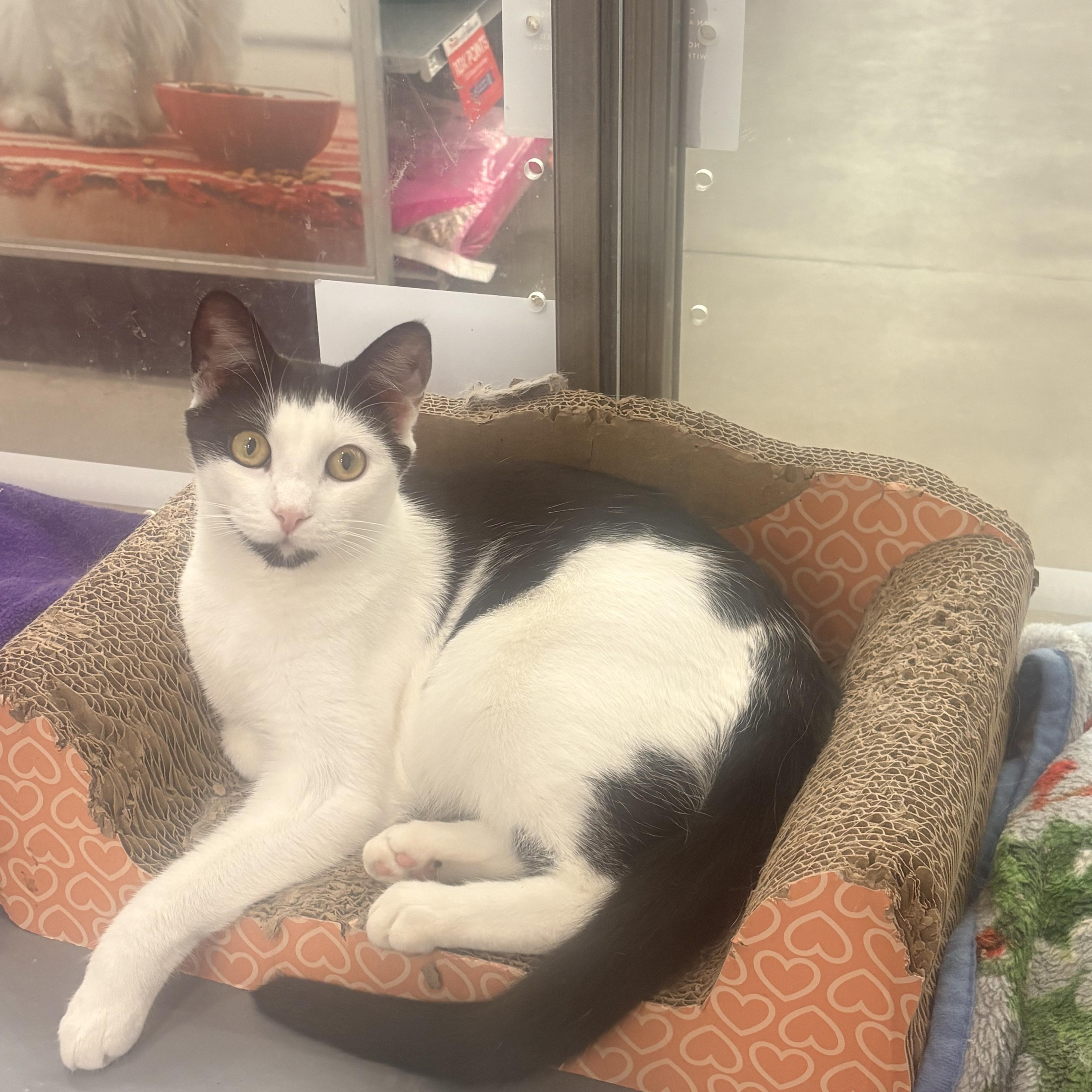 Adelaide, Adoptable, Young Female Domestic Short Hair.
