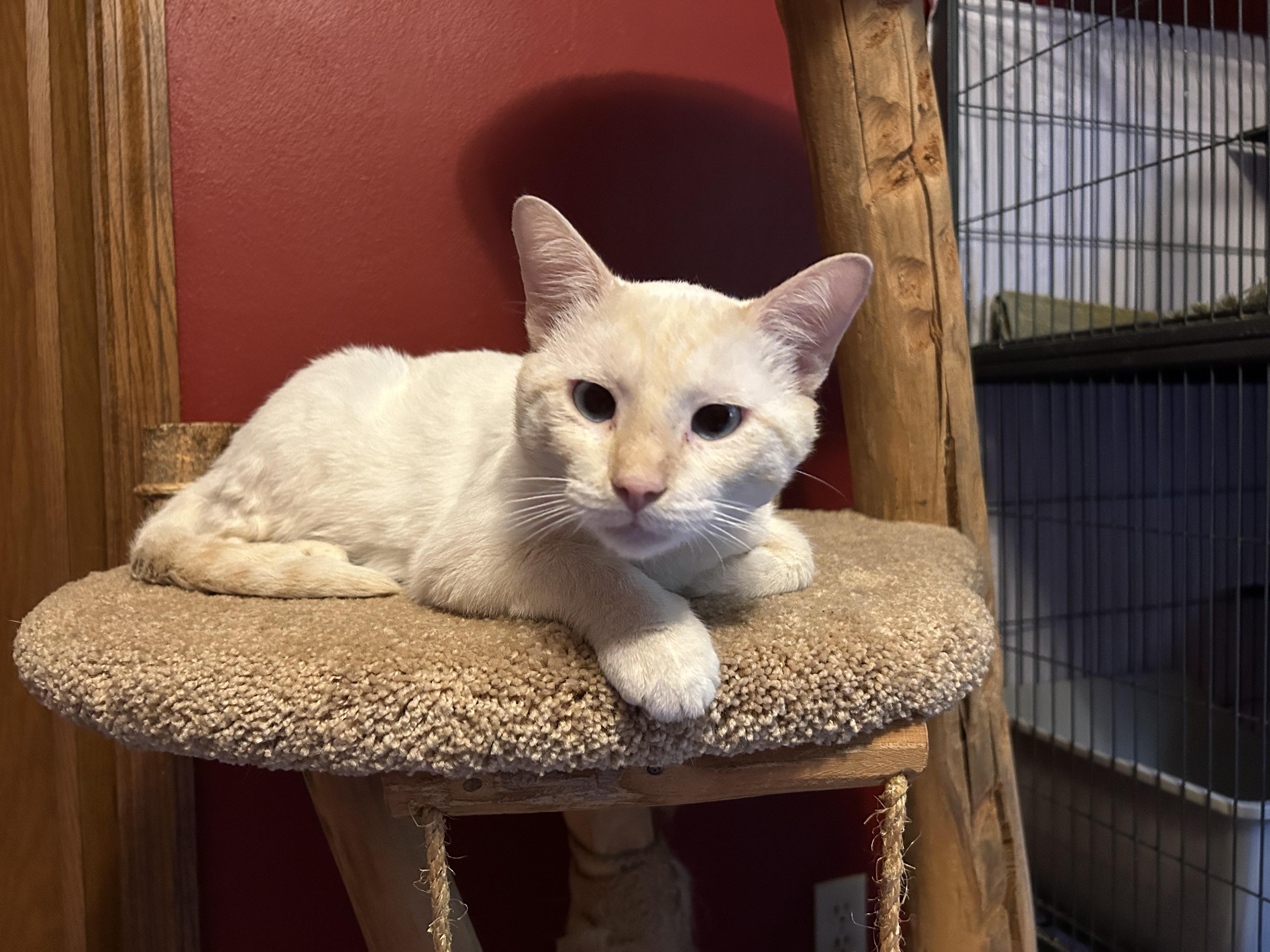 Enlarge Captain, an adopted Siamese in Belvidere, IL image 1/1