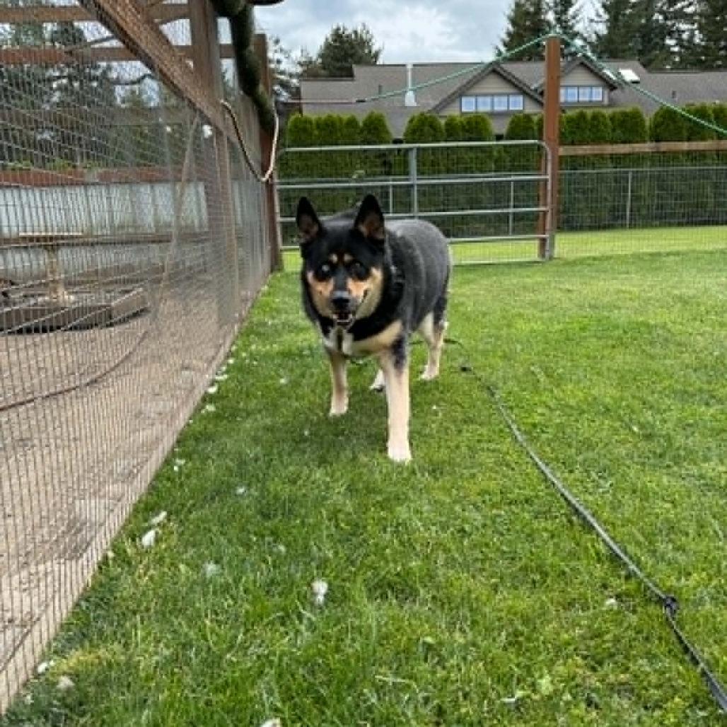 Bear, Adoptable, Adult Male Shepherd & Husky.