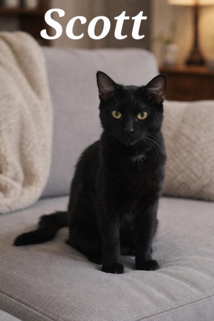 Enlarge Scott, a Adoptable Domestic Short Hair in Monroeville, PA image 1/1