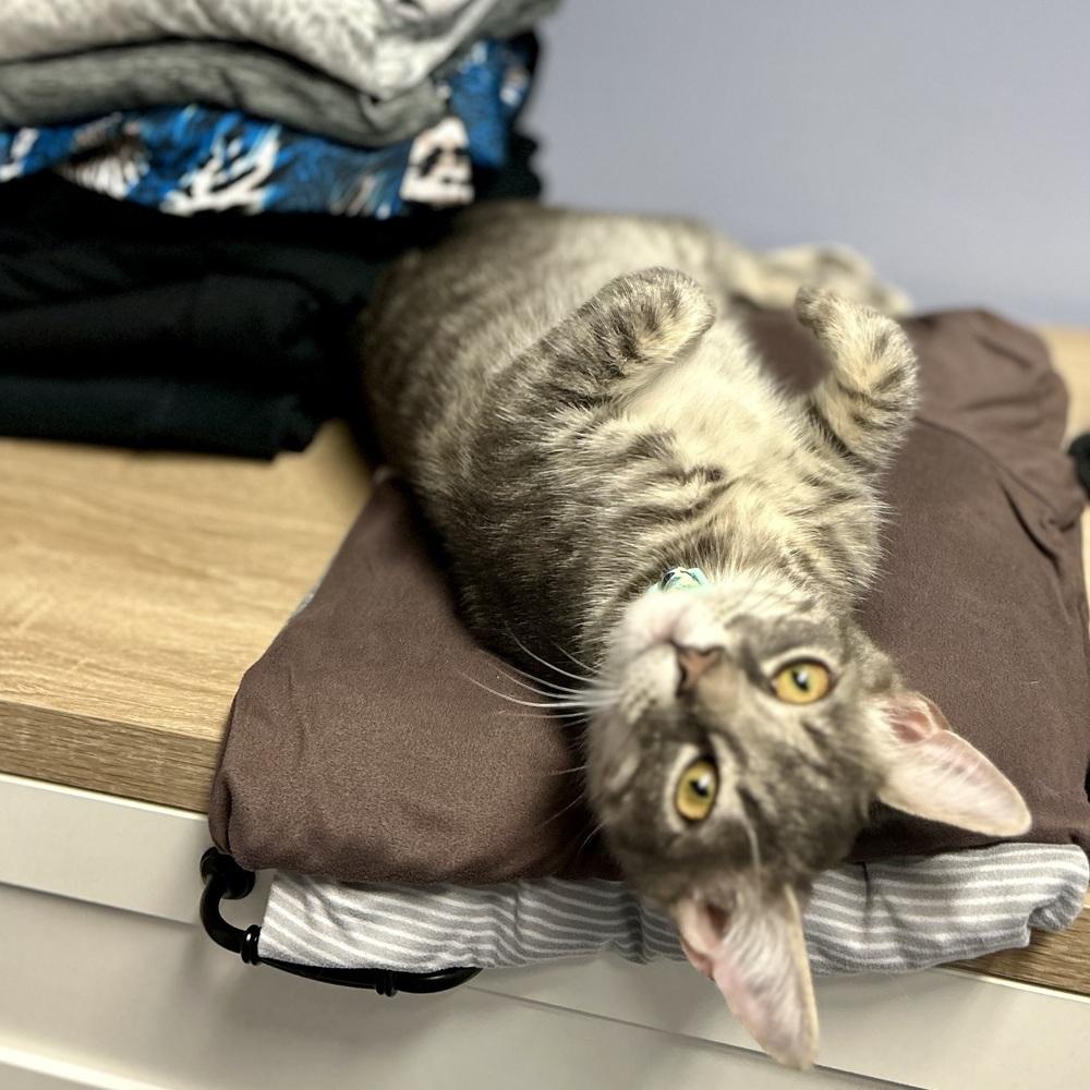 Fruitcake, Adoptable, Kitten Male Domestic Short Hair.